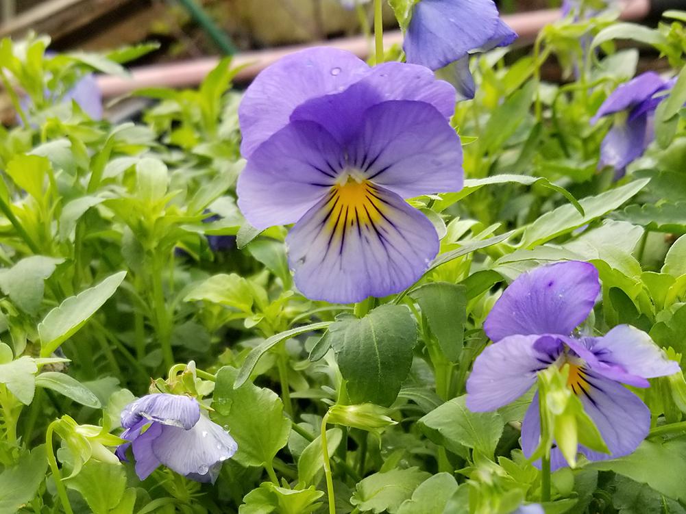 Blue-purple flowers on slender, upright stems stand above a mass of green foliage.