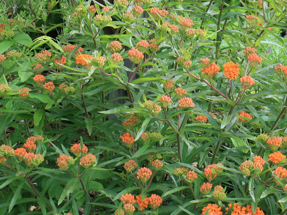 A black mailbox rises above a sea of green foliage and delicate clusters of mostly orange flowers.