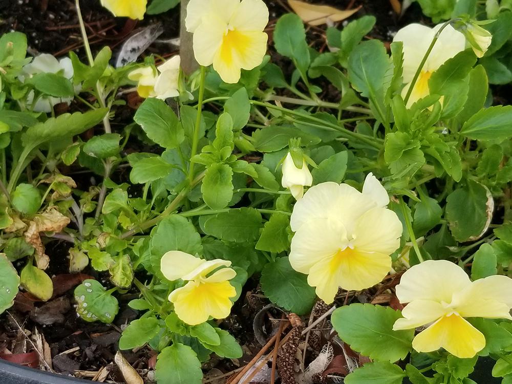 Two-tone, yellow flowers bloom on green foliage at the base of a small tree planted in a container.