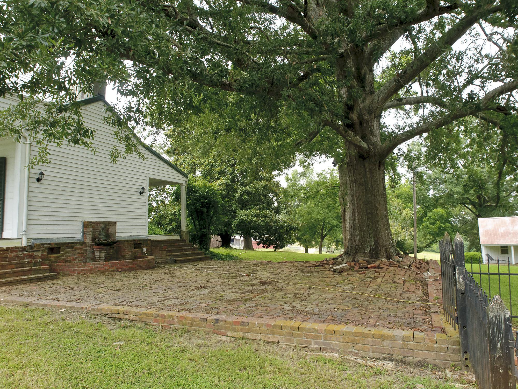 A large tree looms over a white house and a brick patio area.