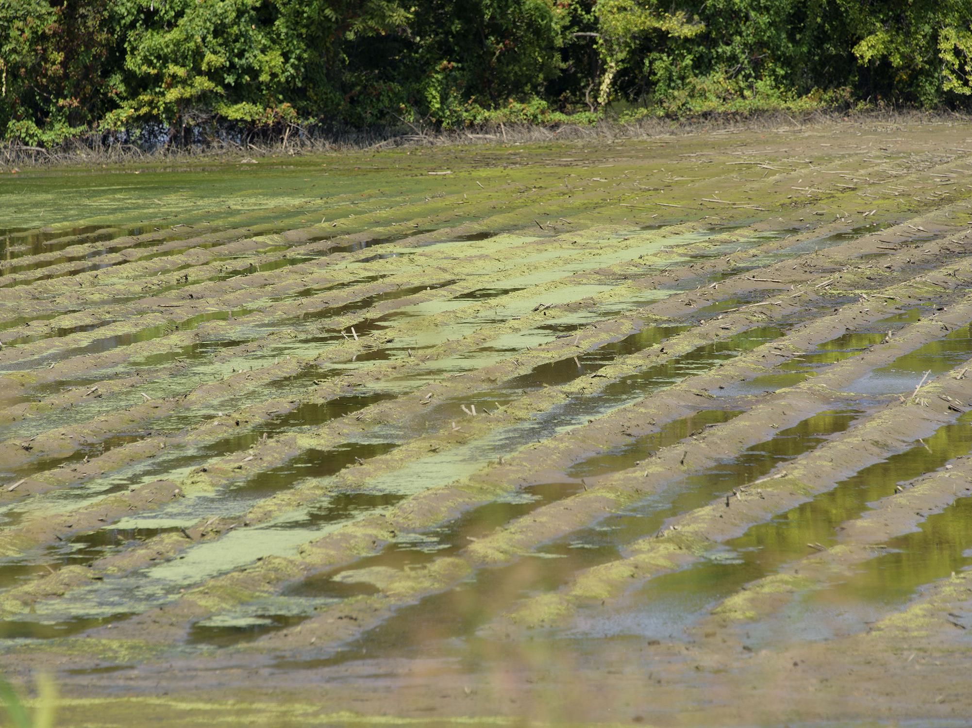 A muddy field with standing water in its furrows.