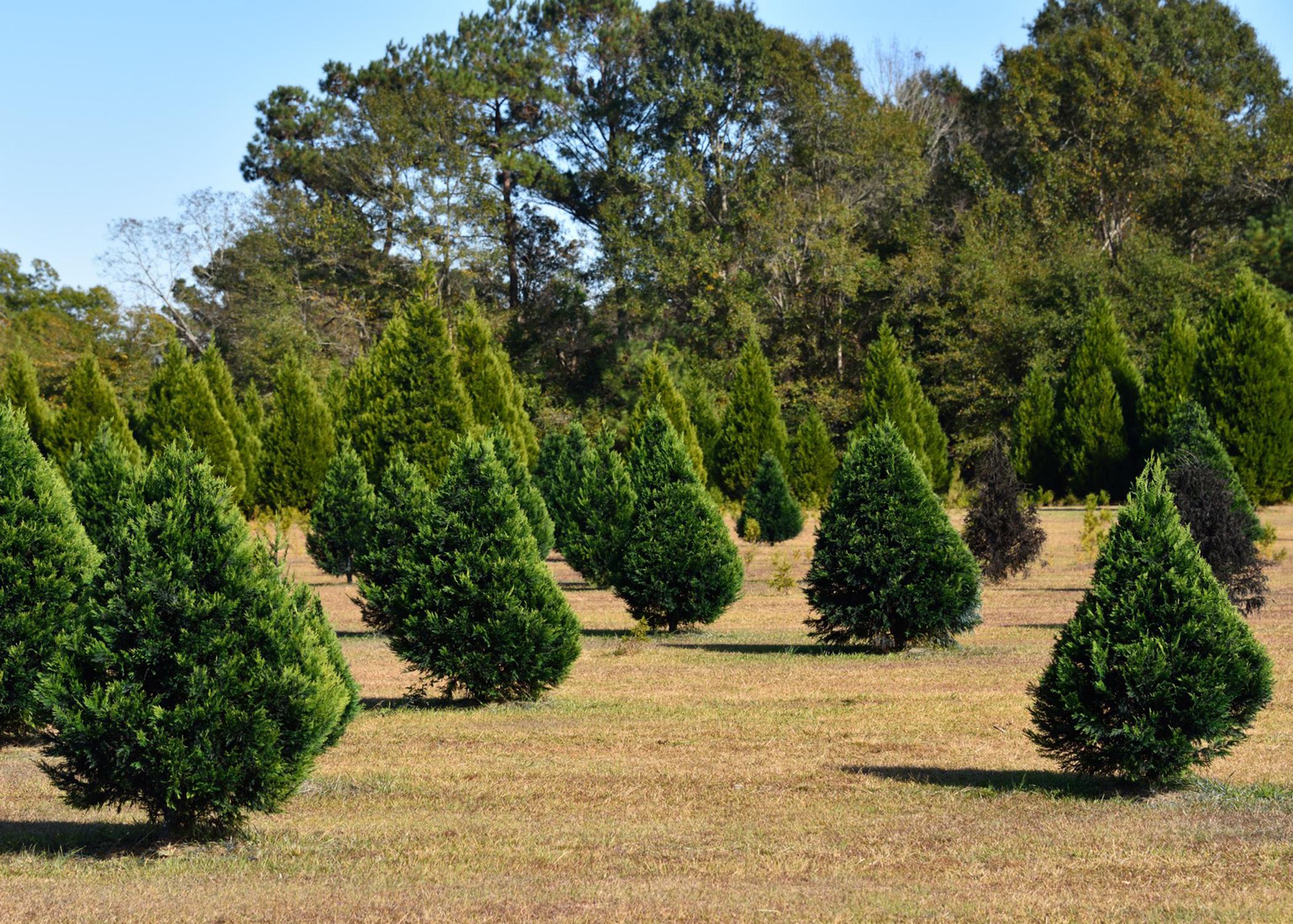 Green cypress tree rows in a field.