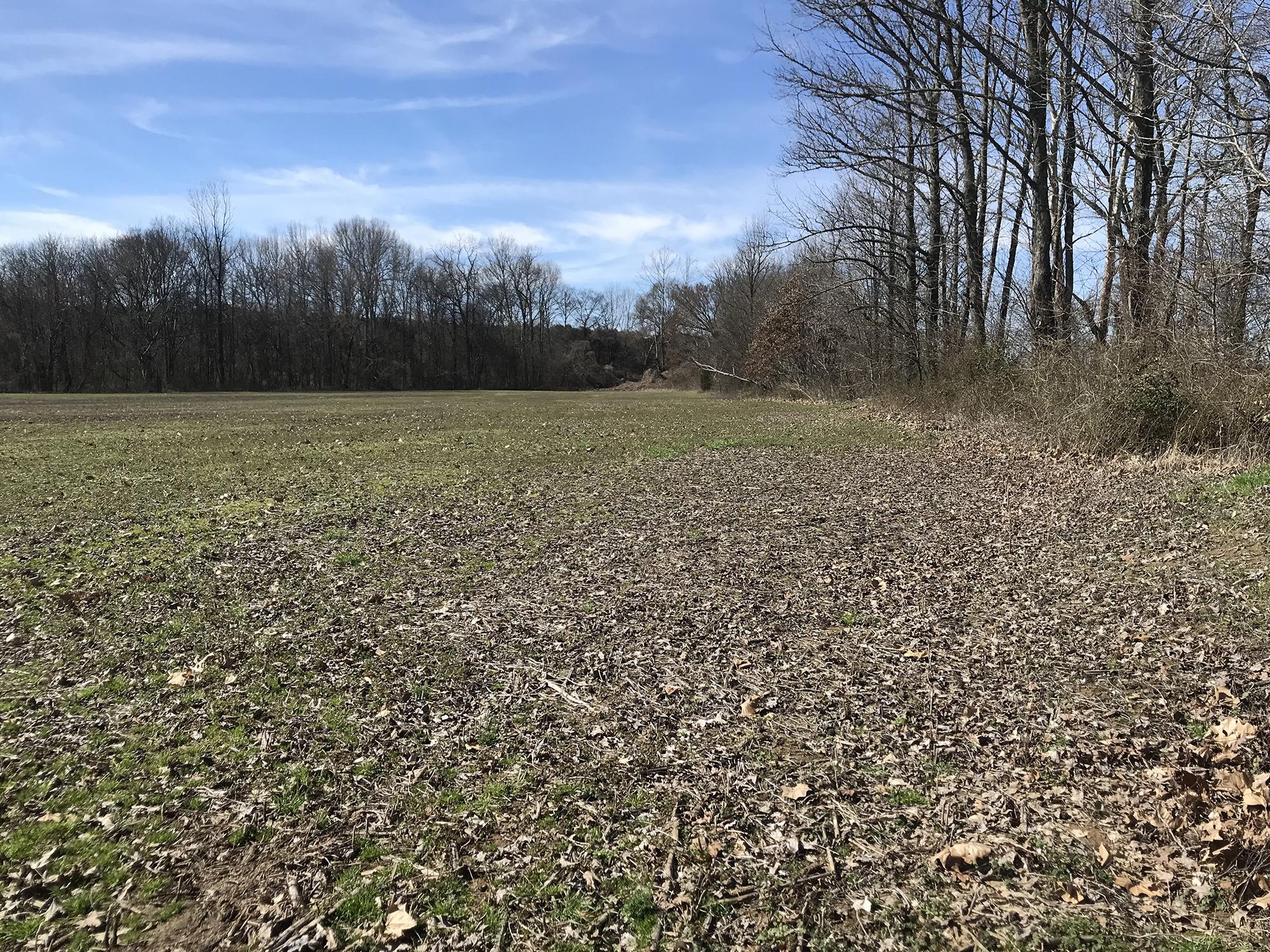 A harvested field spans out with trees lining the right edge and far side on a sunny day.