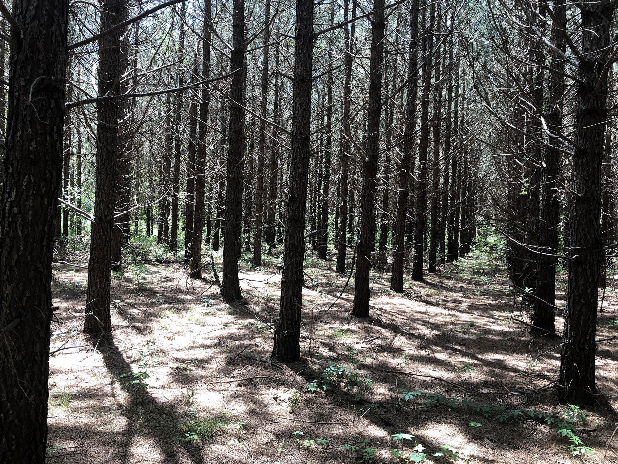 Sun shines down through rows of young pine trees, each about 10 inches in diameter, with minimal greenery visible.