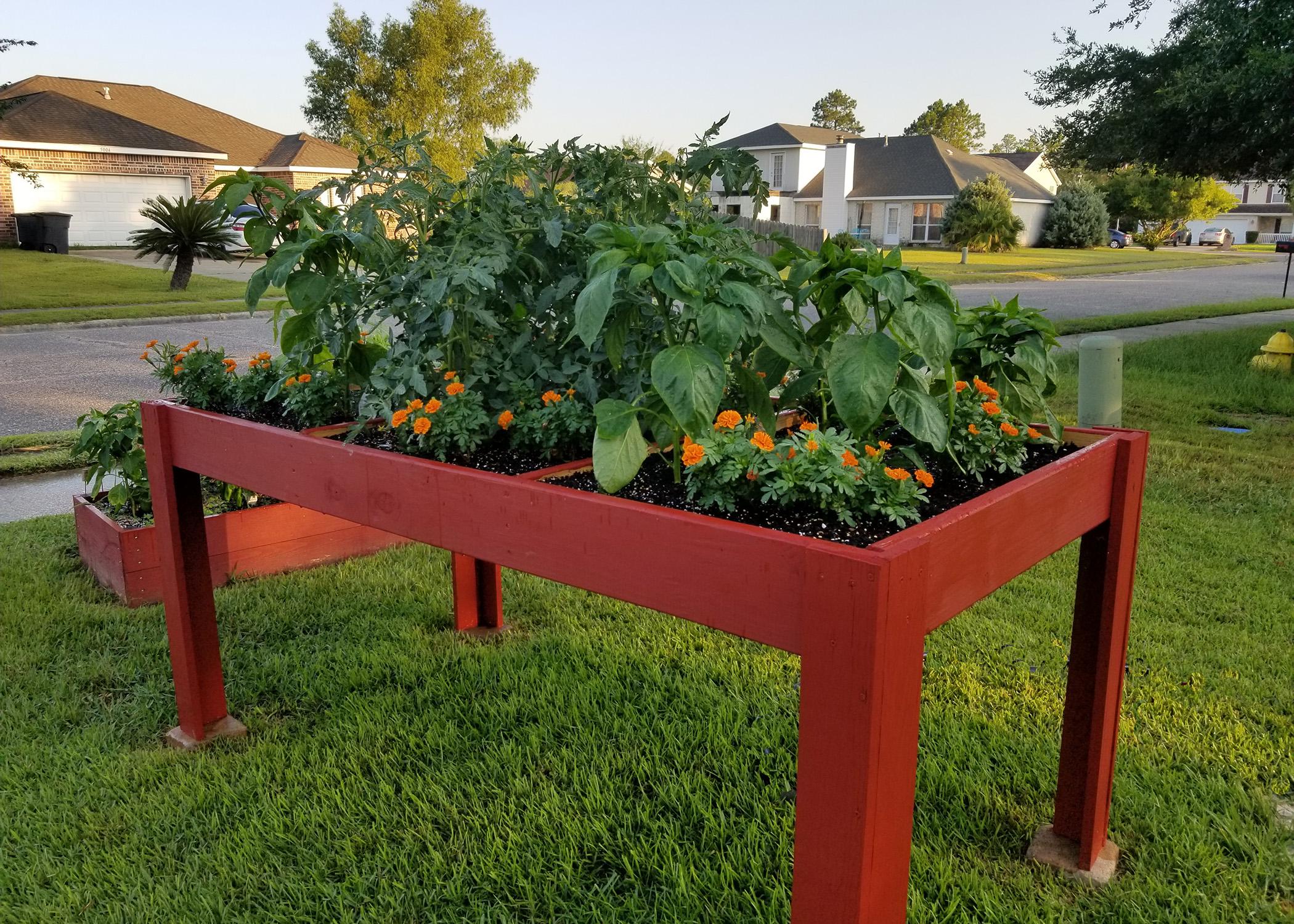 A shallow, red, wooden box rises at waist level above a green lawn and is full of orange blooms and lush, green plants.