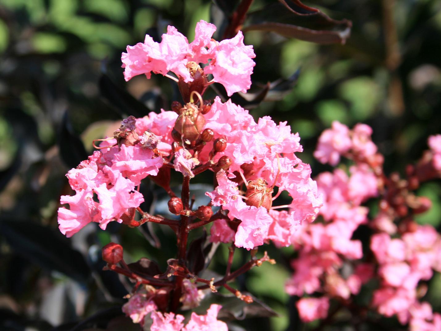 One cluster of pink, crinkled flowers and some seed-heads are visible with dark-green foliage in the background.