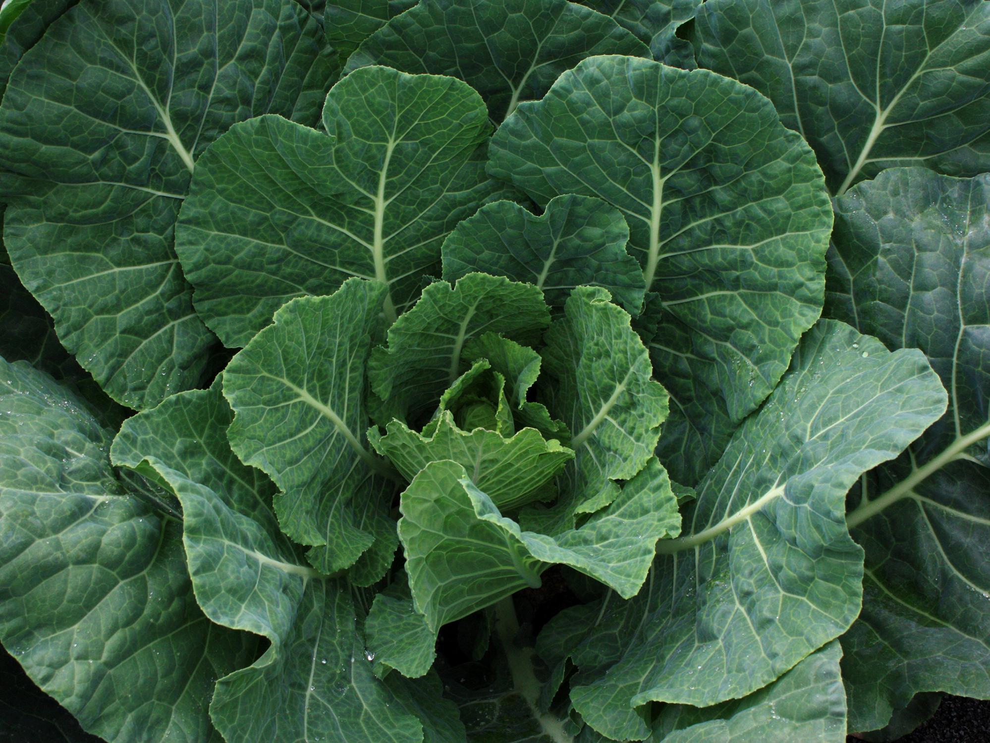 Rich, wide, dark-green leaves with white veins rise from an unfurling center.