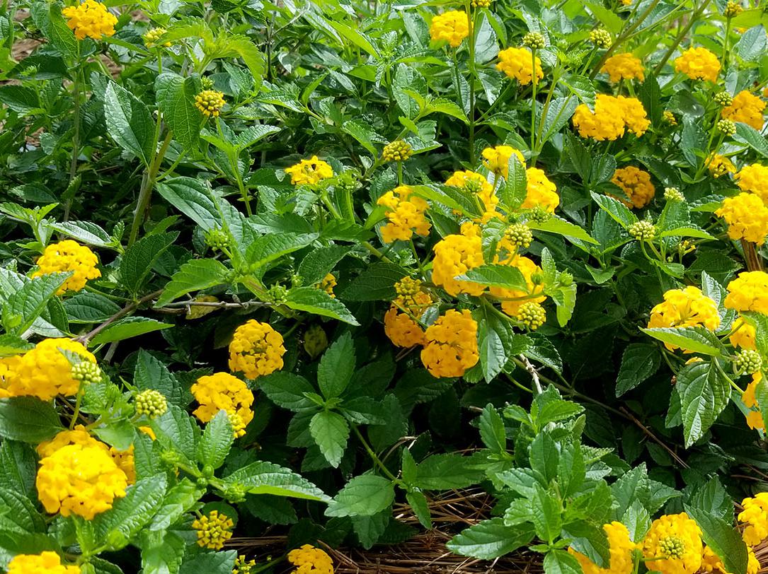 Round, yellow flowers made up of tiny blooms cover a low-lying, green plant growing from brown pine straw.