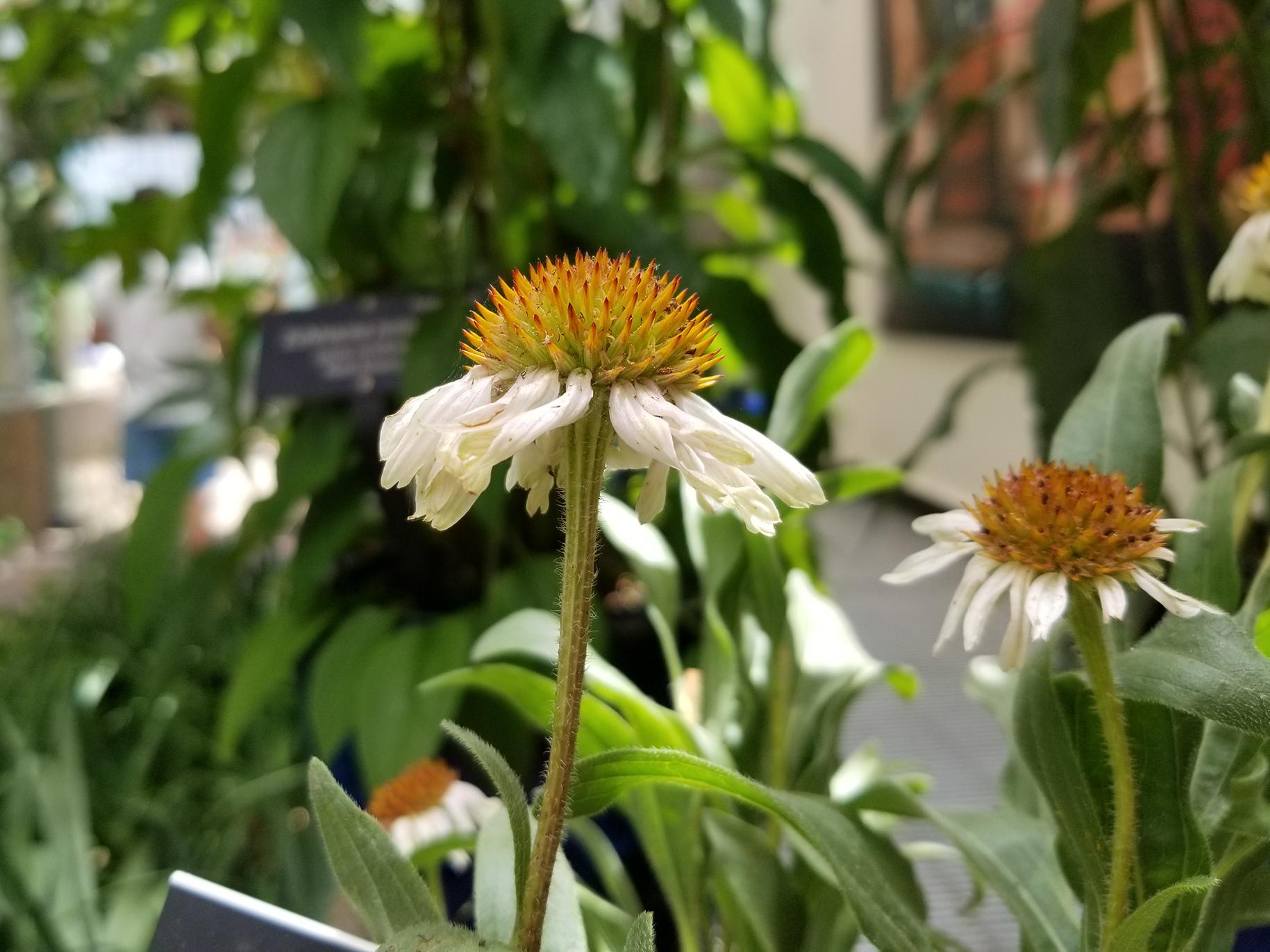 Two flowers with white petals and spiky, orange centers rise on tall stems above a blurred-out green background.