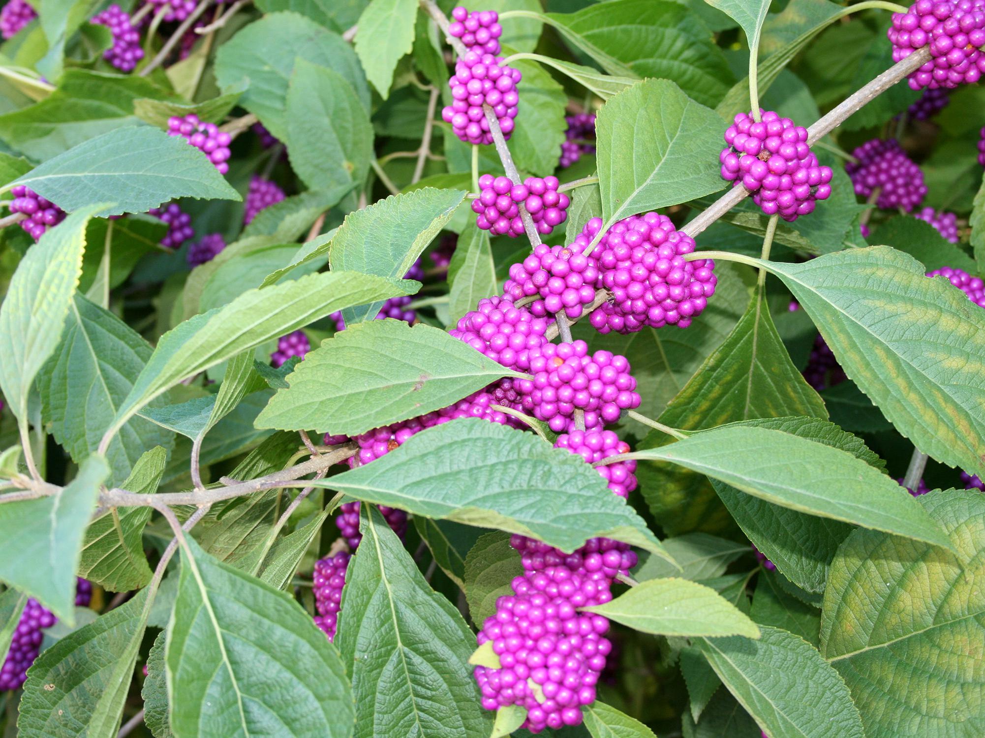 Clusters of small, reddish-purple berries line branches among a sea of green leaves.