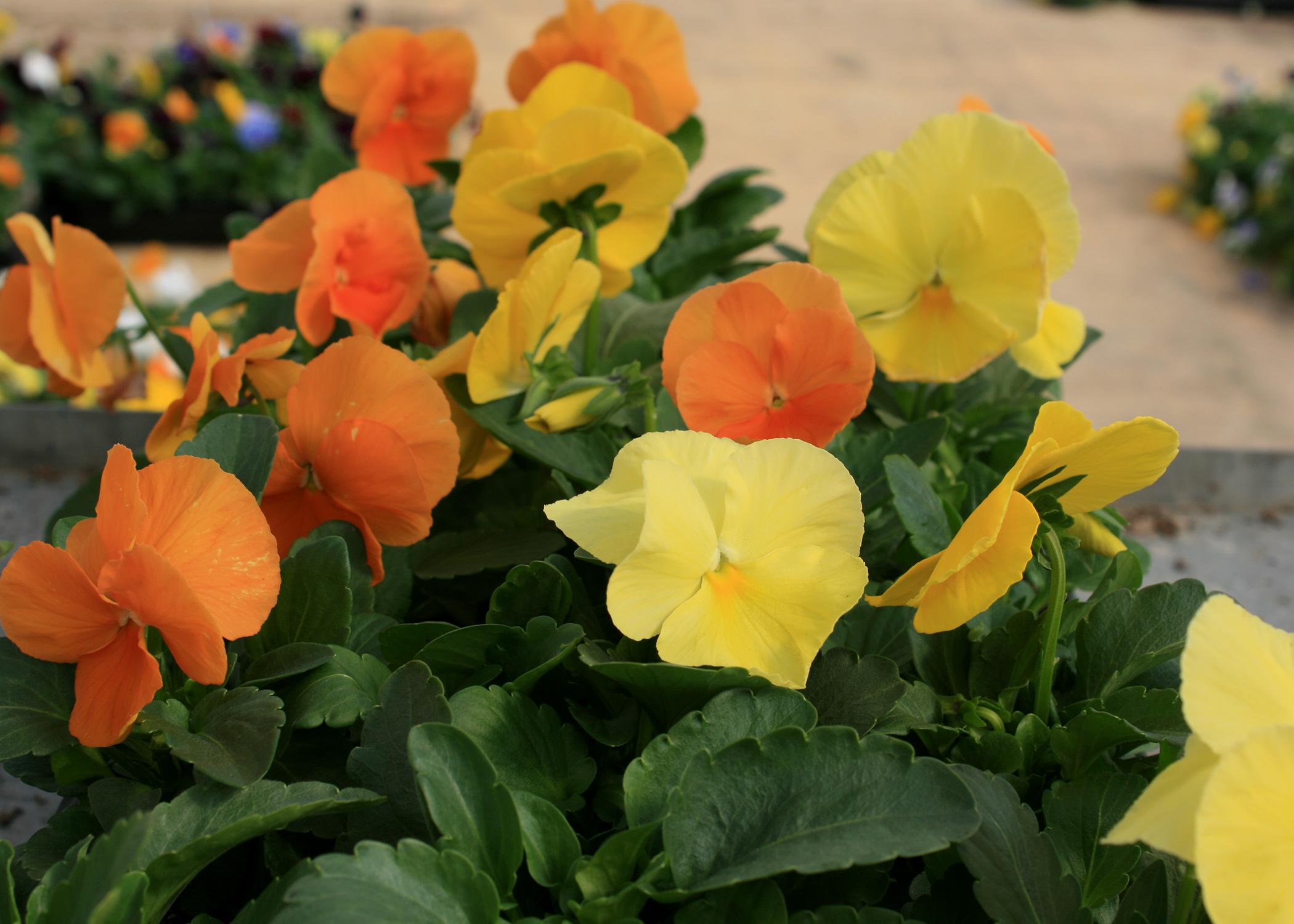 Yellow and orange flowers bloom above green leaves.