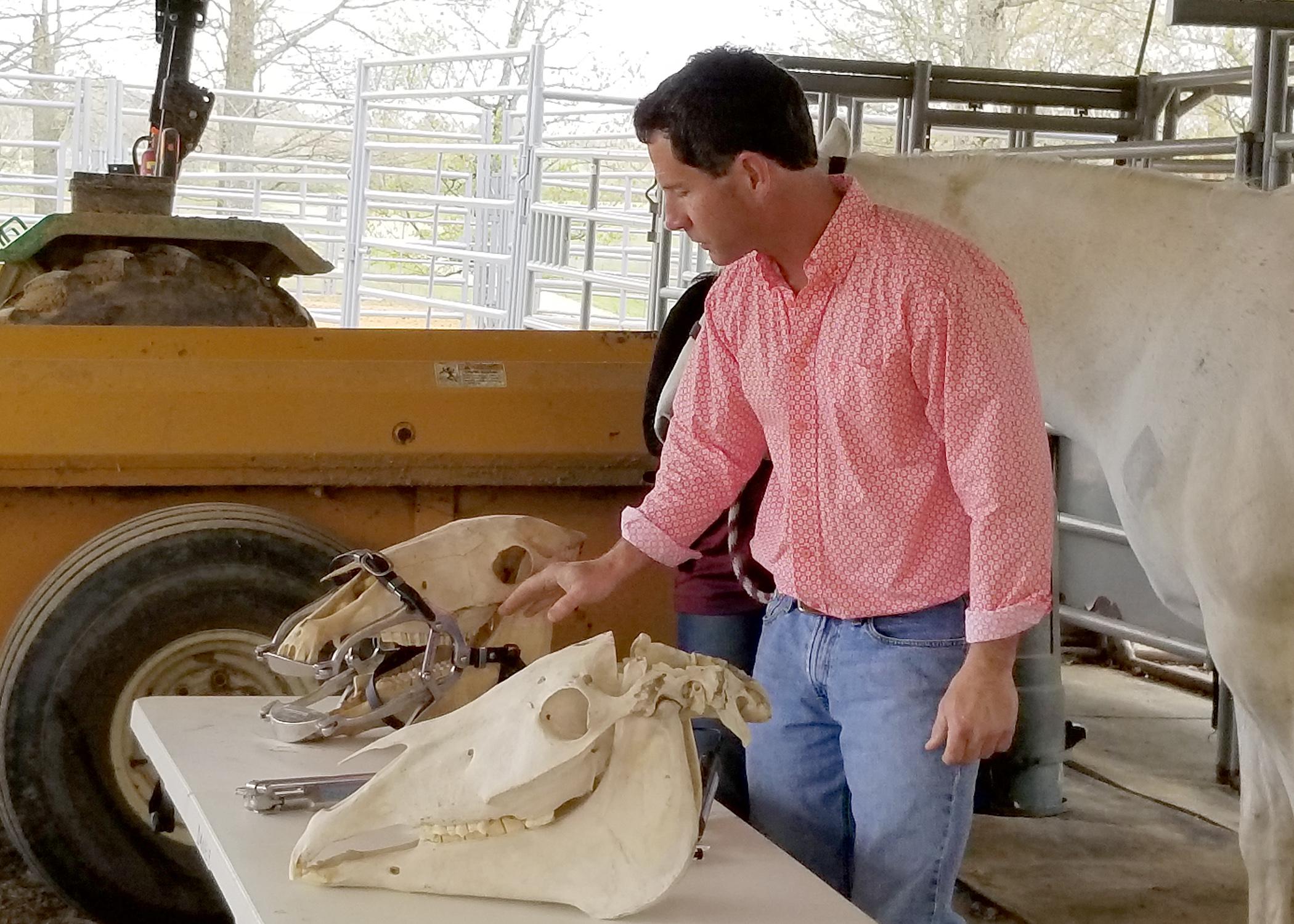 A man stands behind a table while demonstrating equine dental equipment on two horse skulls.