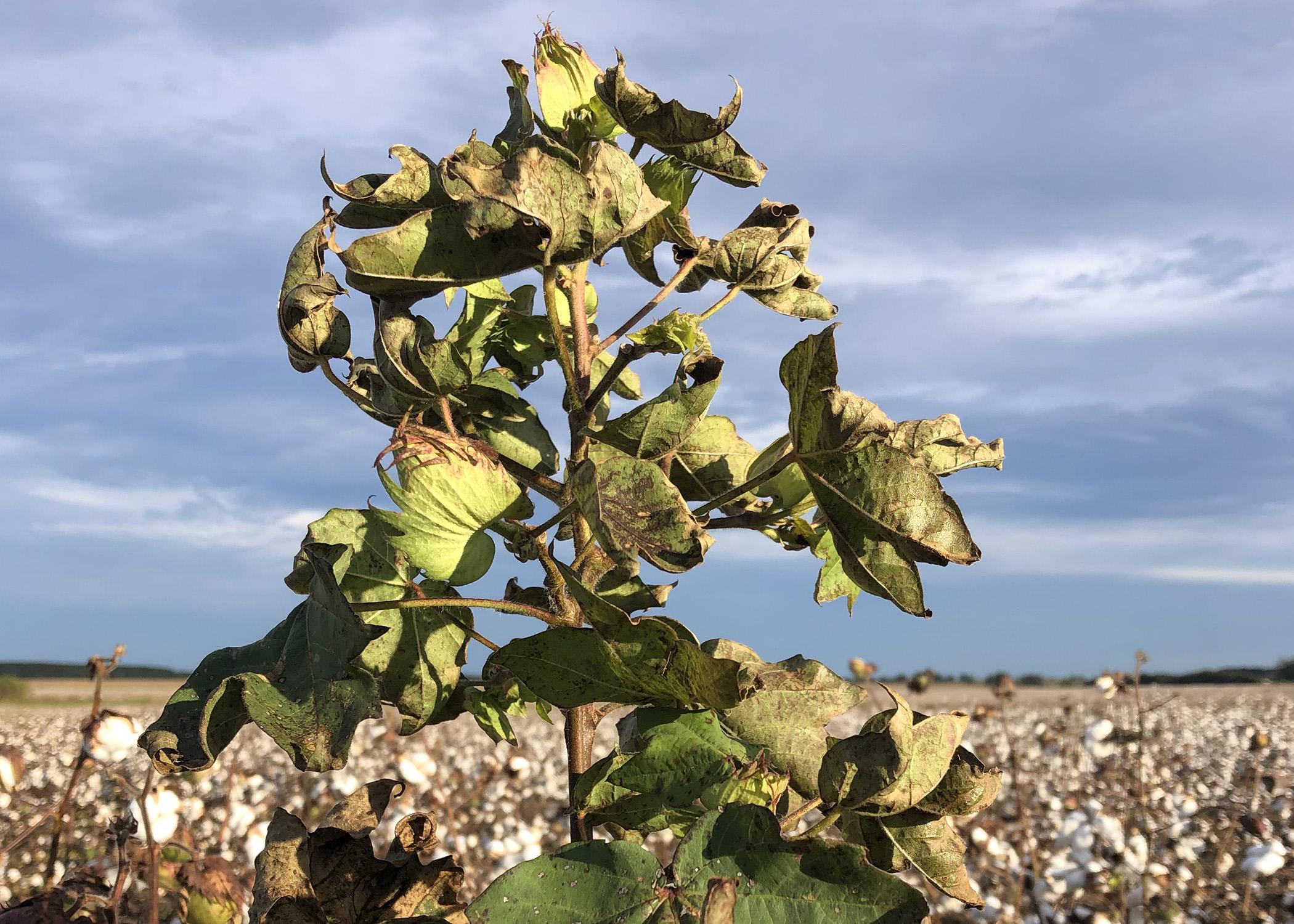 A tall, green weed in the foreground with a cloudy sky and cotton field in the background.