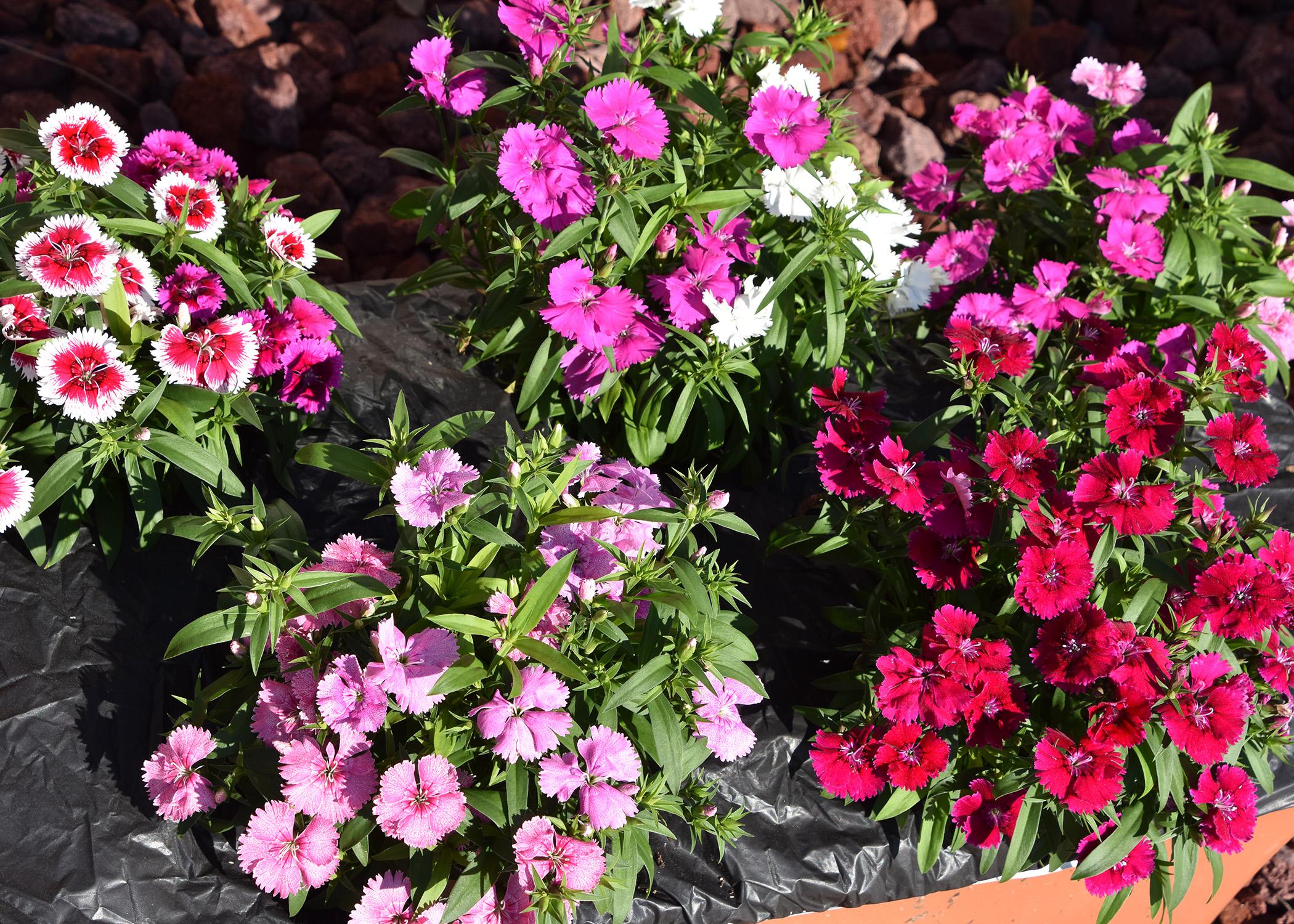 Different varieties of pink and white dianthus flowers.