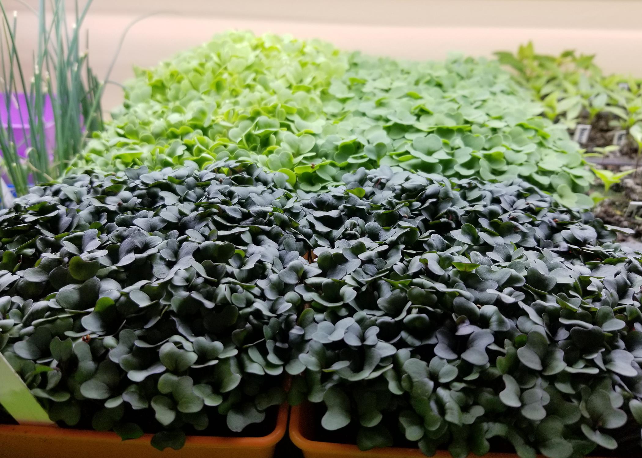 A carpet of tiny green and purple plants fill garden trays.