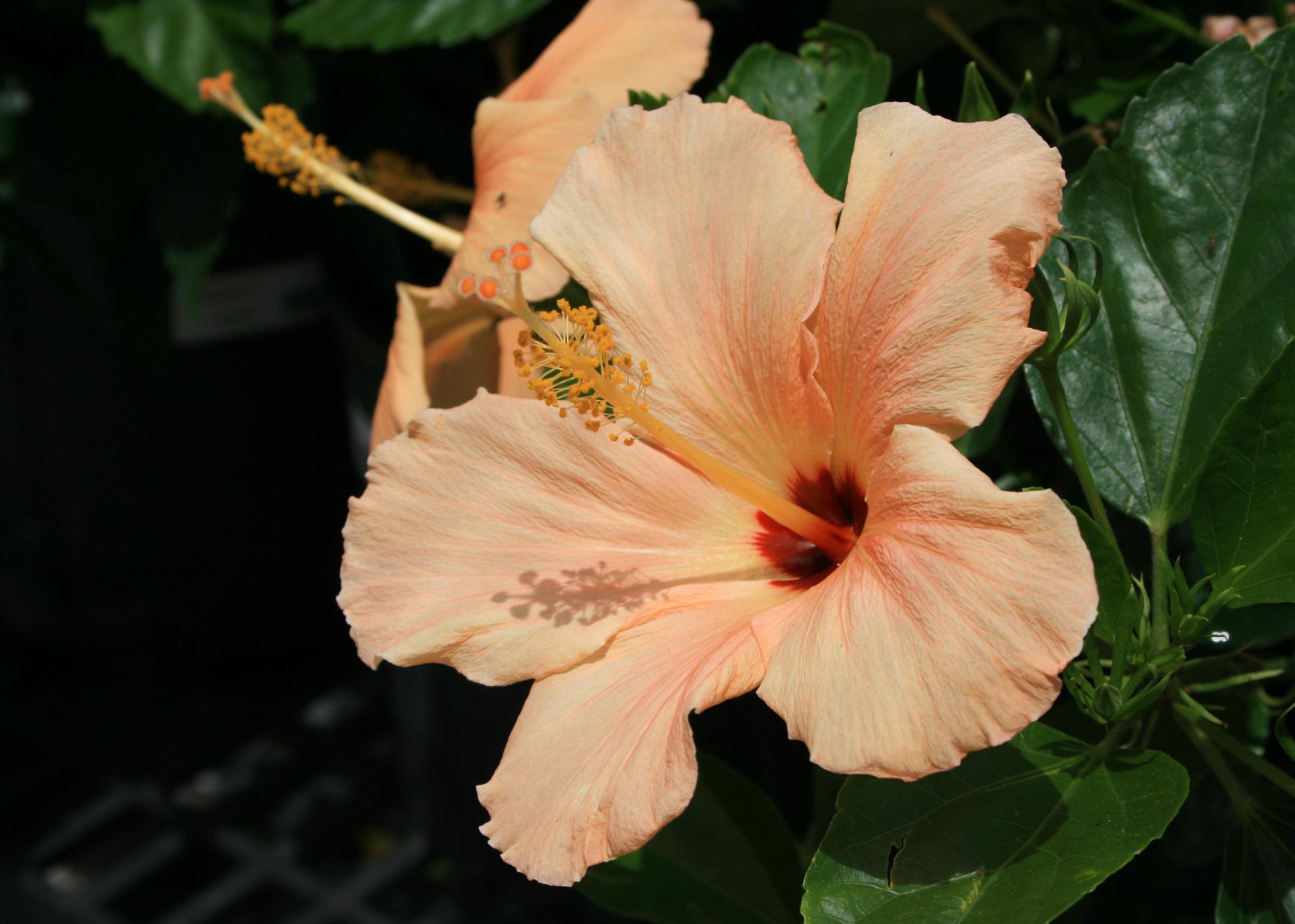 A large, peach-colored flower blooms wide open against dark-green leaves.