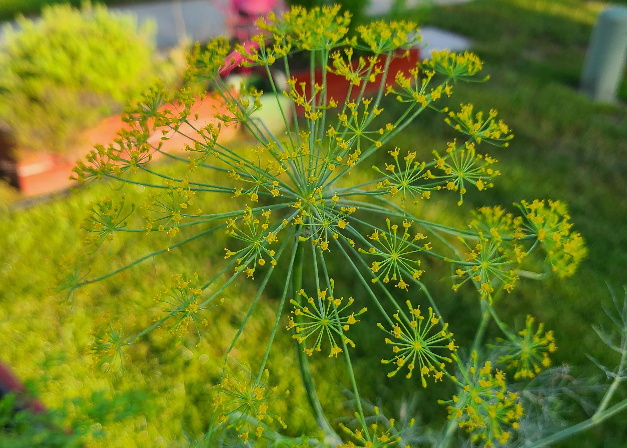 Small clusters of tiny flowers extend uniformly out from a wispy center stalk.