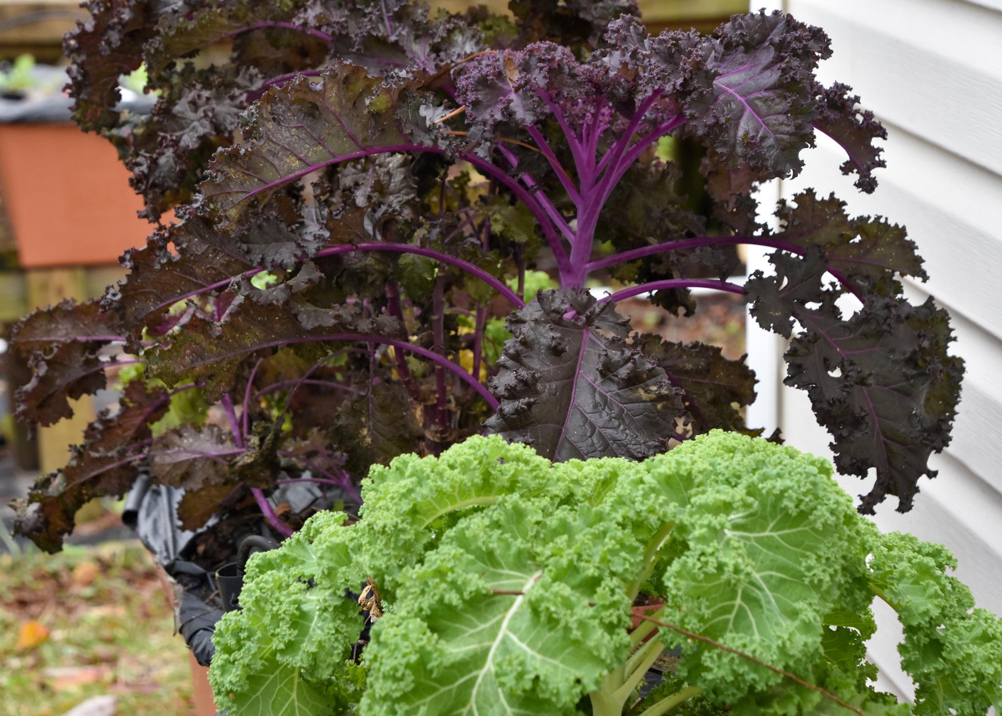 Plants with ruffled, purple leaves and ruffled, green leaves.