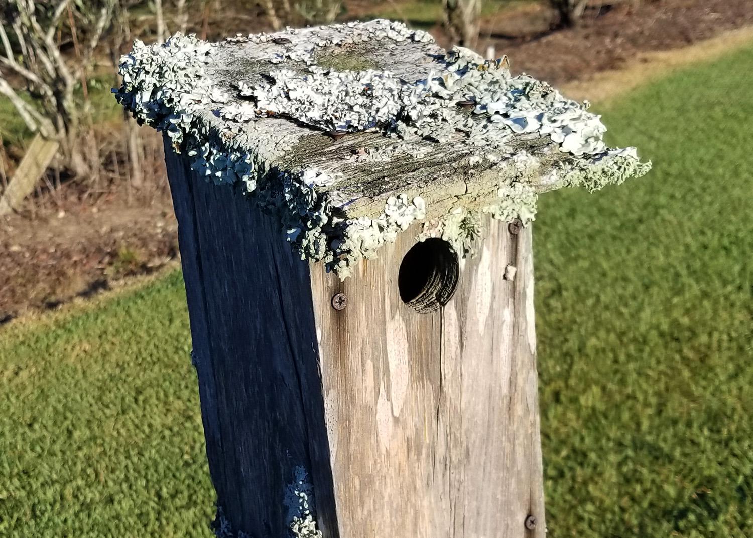 Ruffled edges of lichen cover the top of a wooden birdhouse.