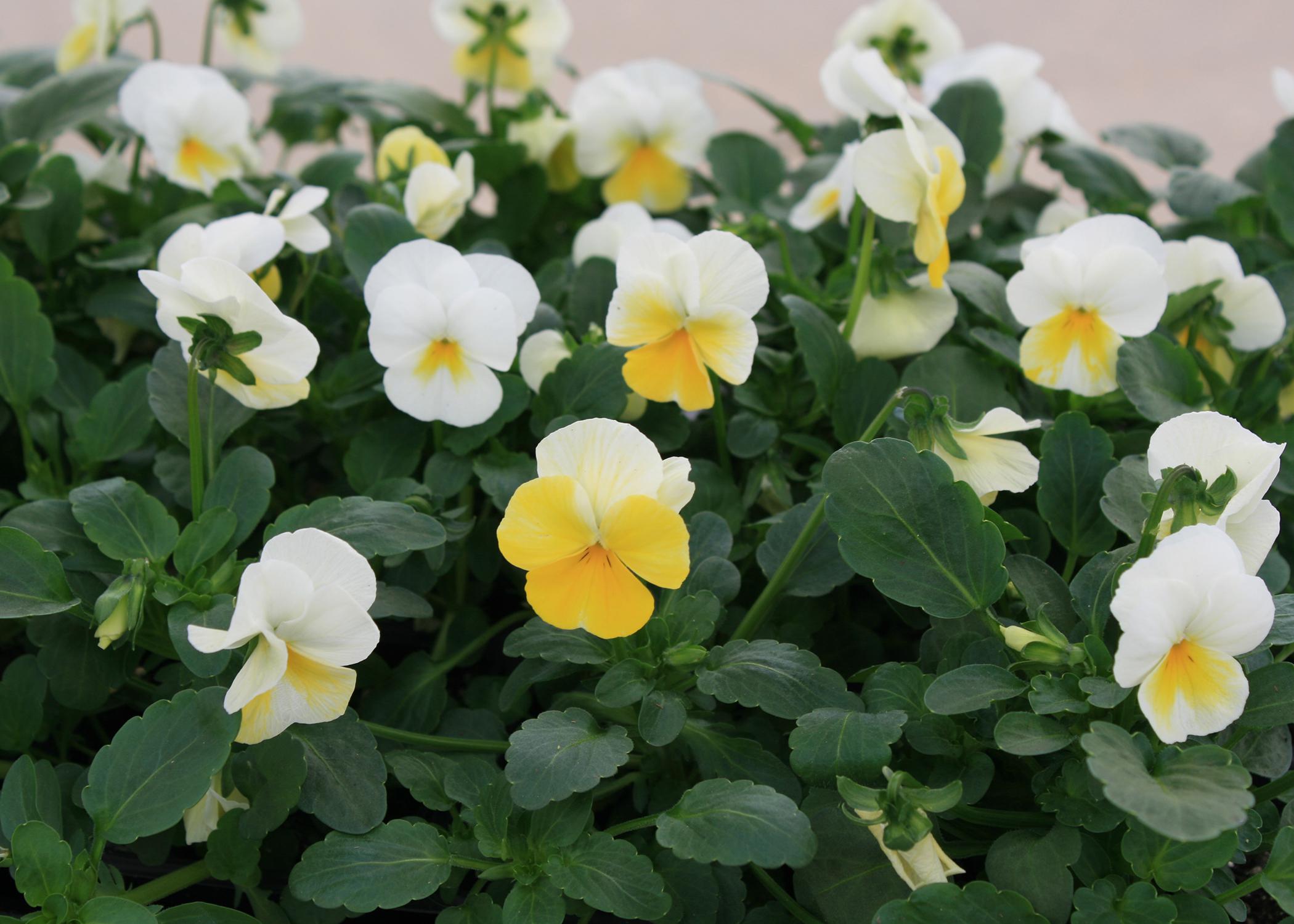 Flowers with white and yellow petals bloom above lush, green leaves.