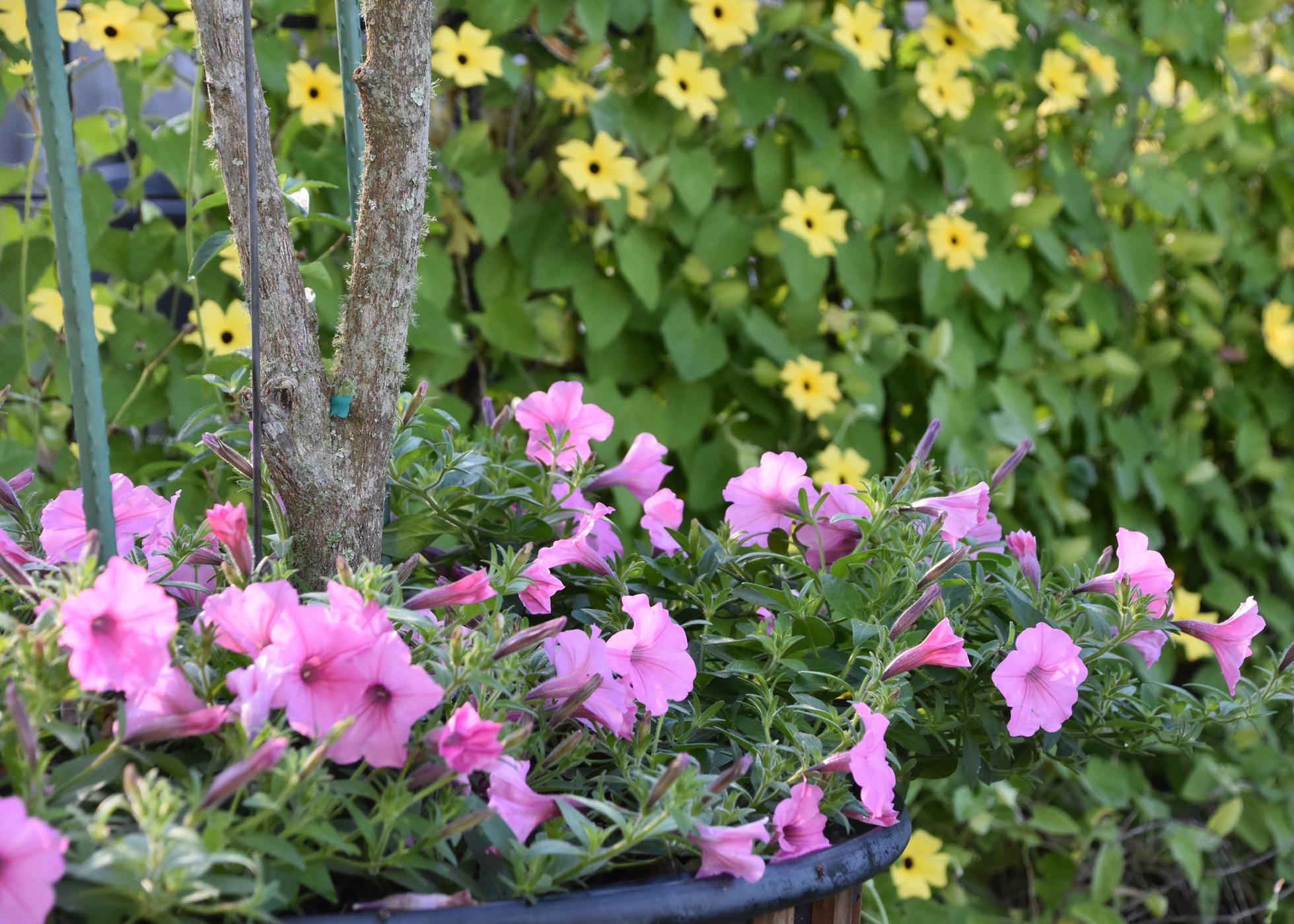 Purple flowers bloom in front of a wall of green with yellow flowers.