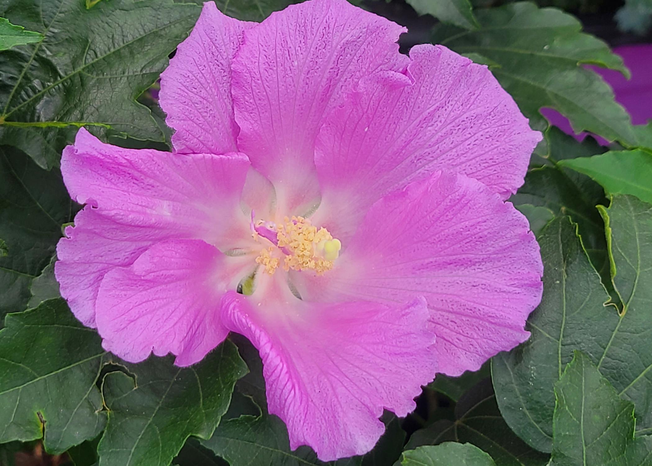 A single purple bloom has several overlapping petals.