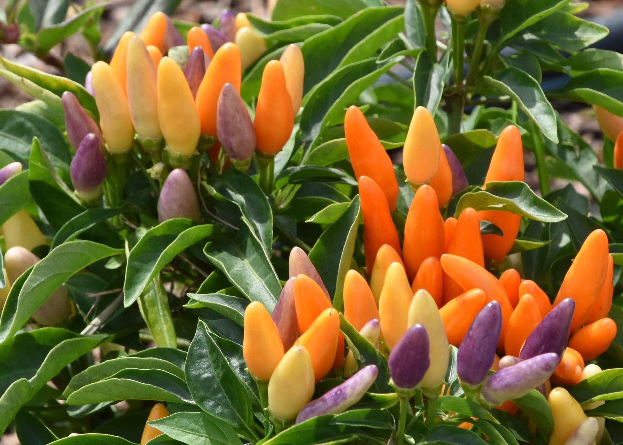 Small orange, purple and yellow fruit point upward from green plant.