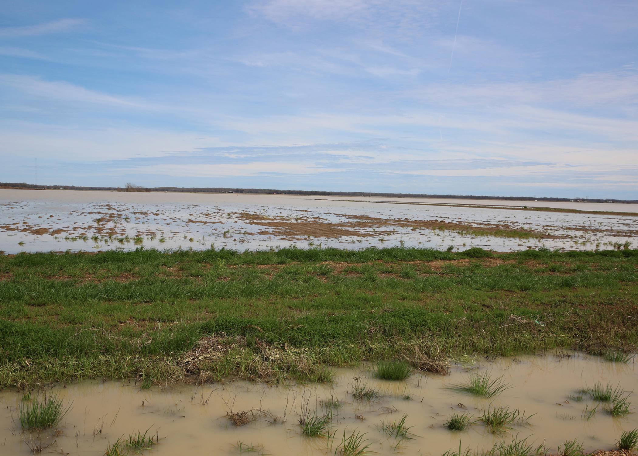 Flooded row crop field