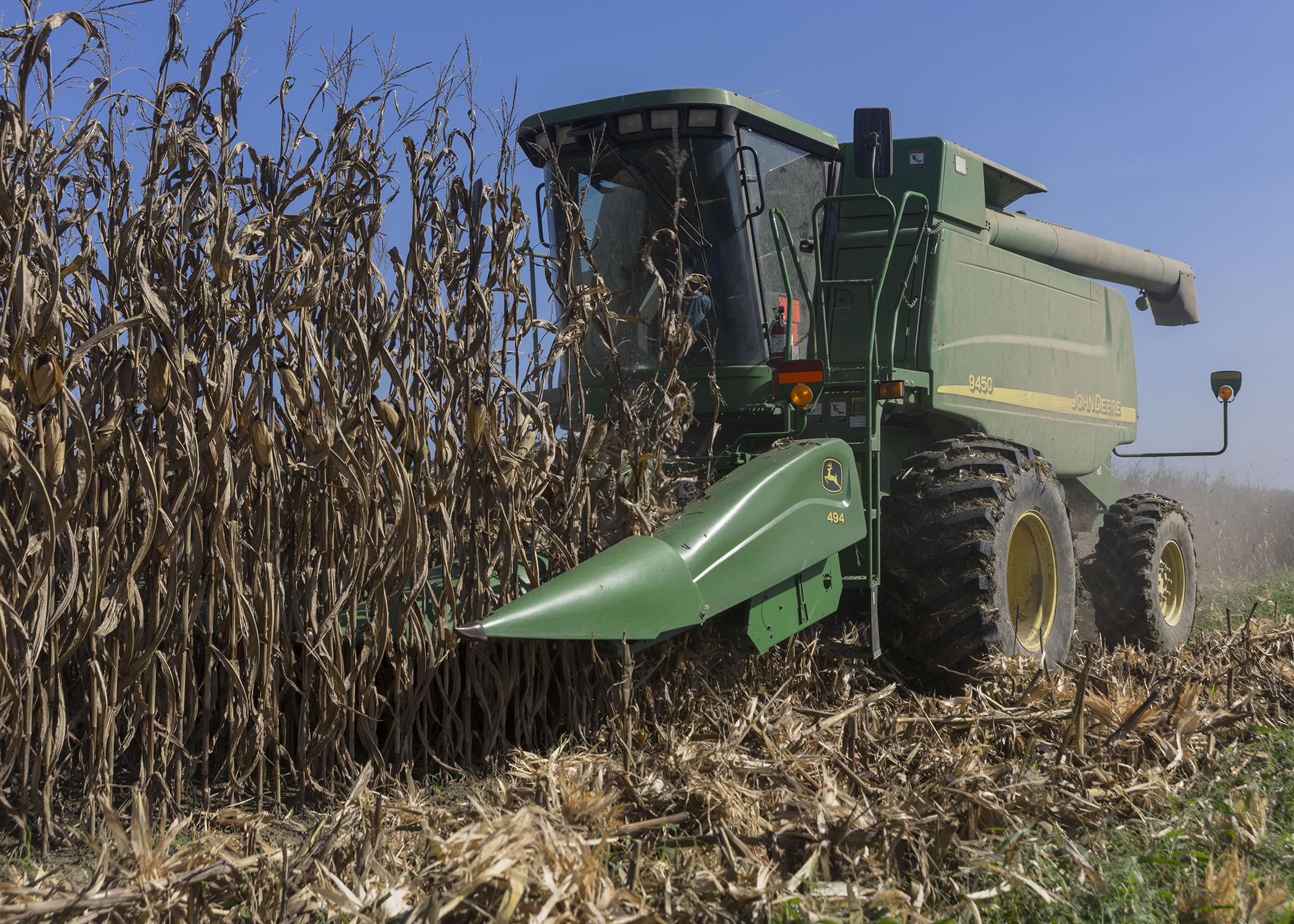 A combine harvests corn.