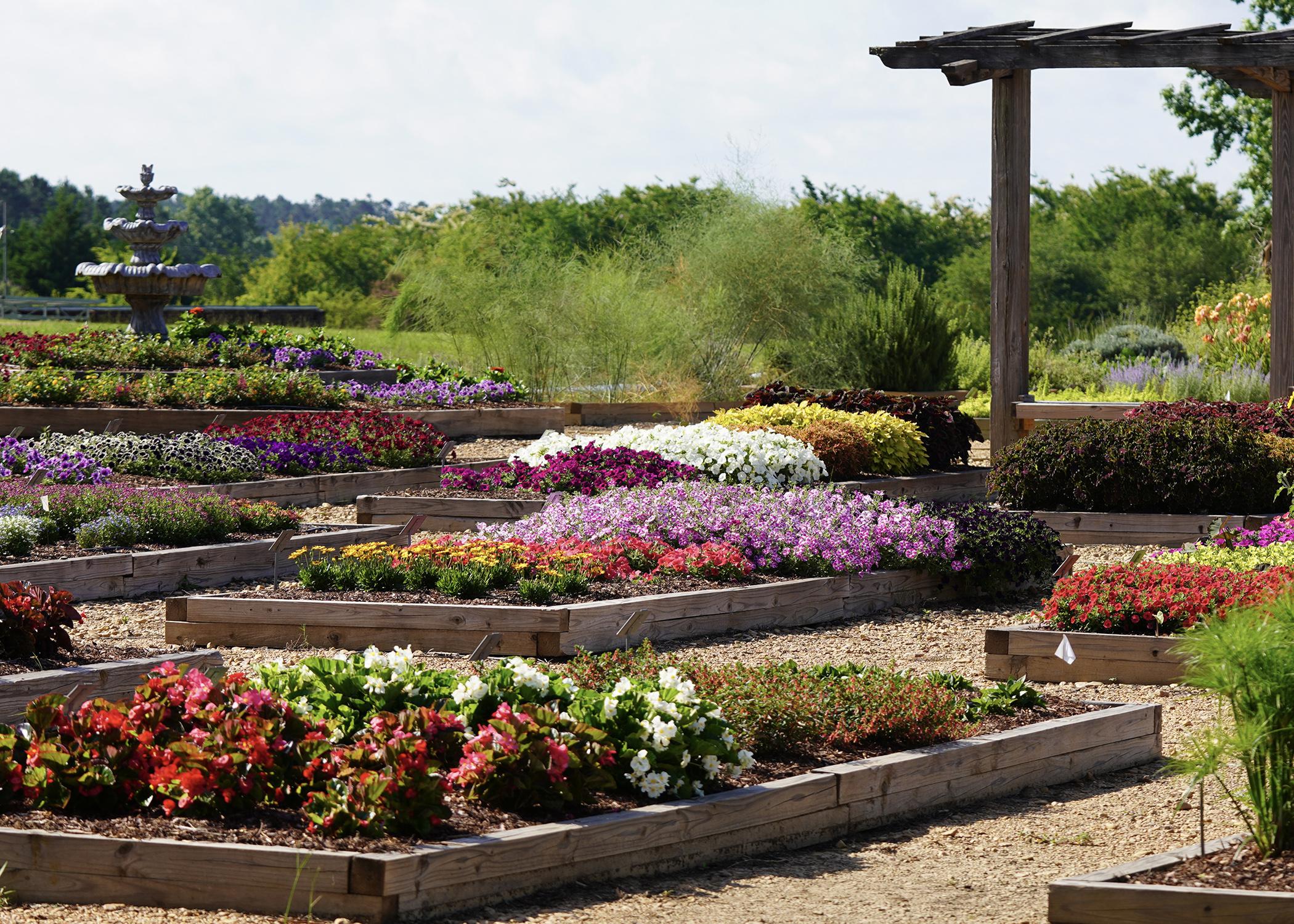 Trial gardens in bloom