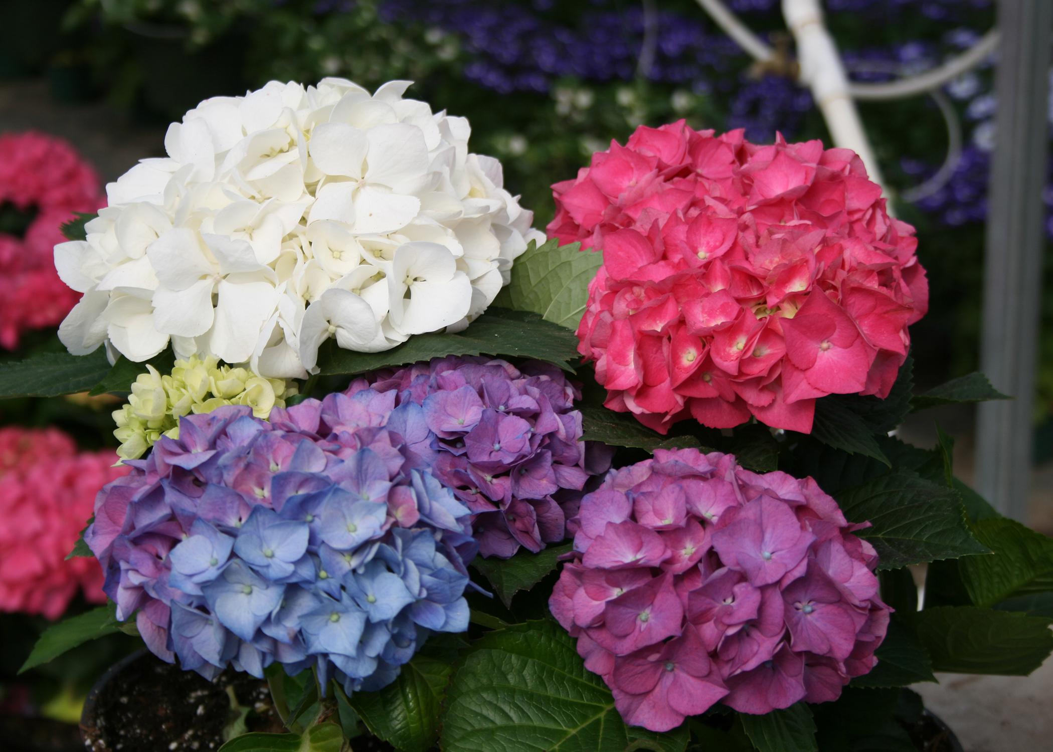 A plant has a cluster of white, pink, purple and blue blooms.