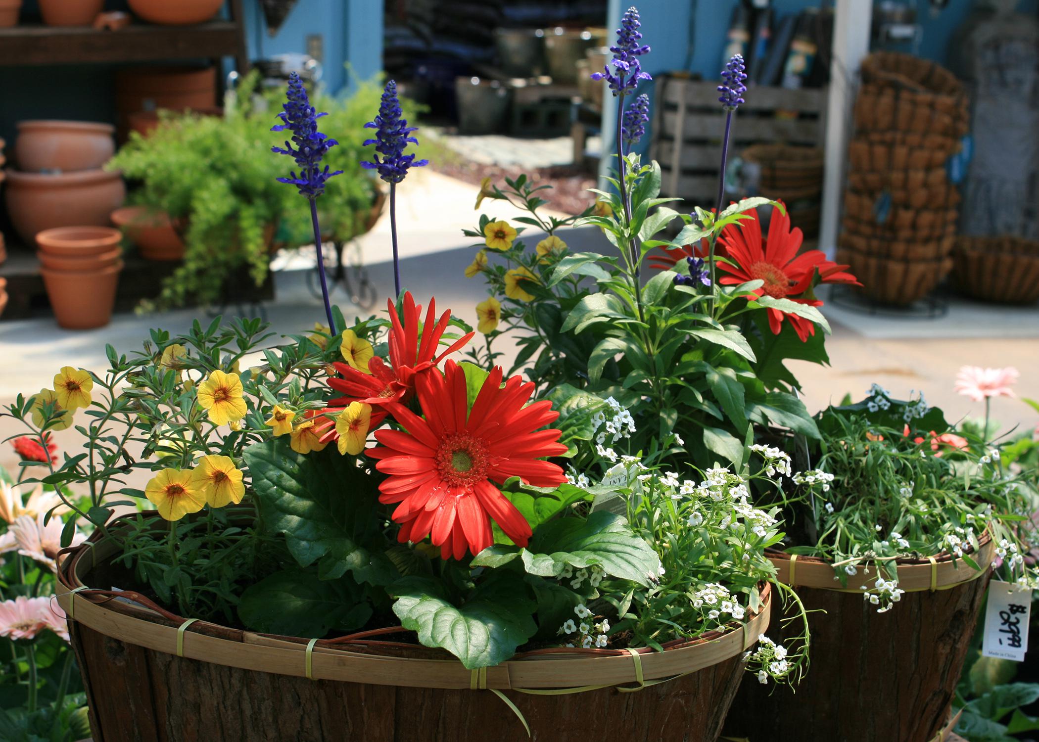 A container has big red blooms along with yellow and purple flowers.