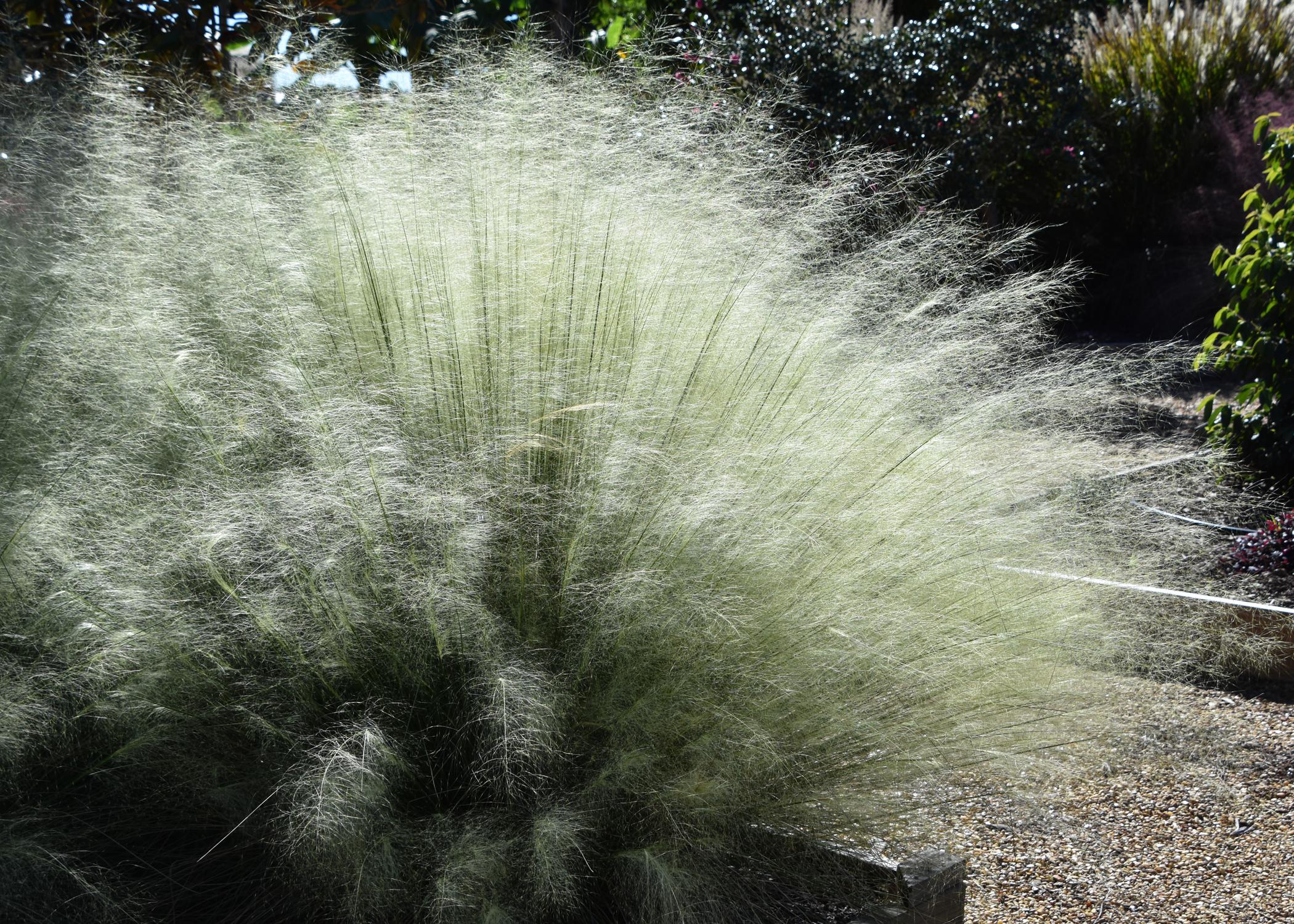 White ornamental grasses glow in the sunlight.