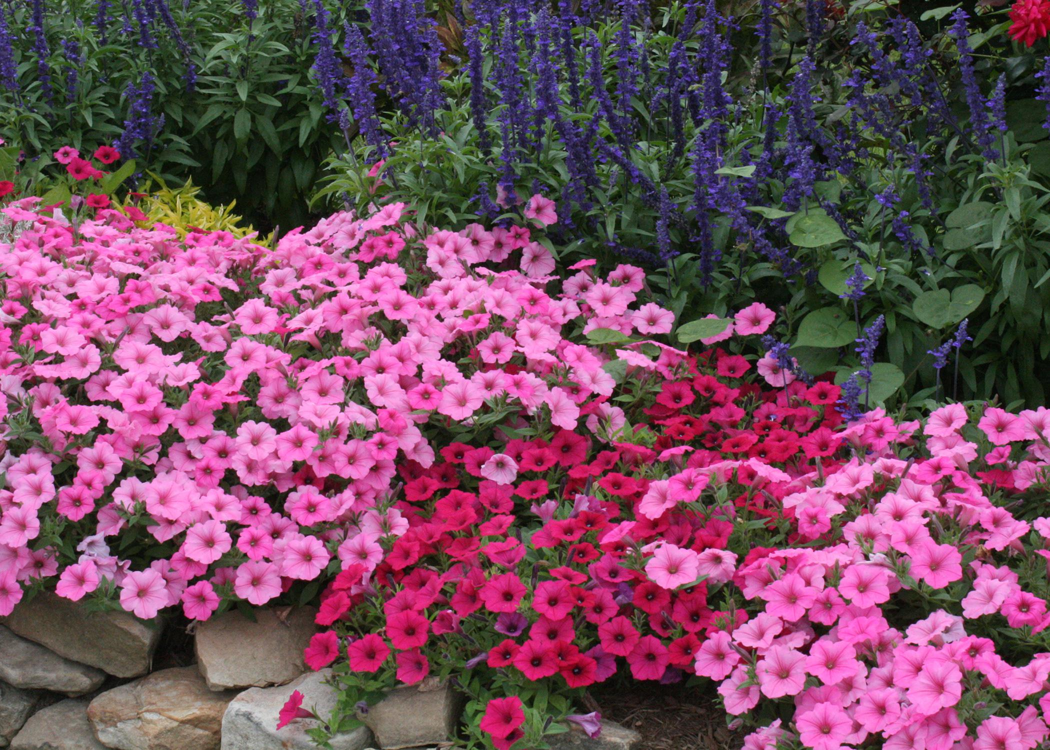 Masses of pink flowers border a flower bed.