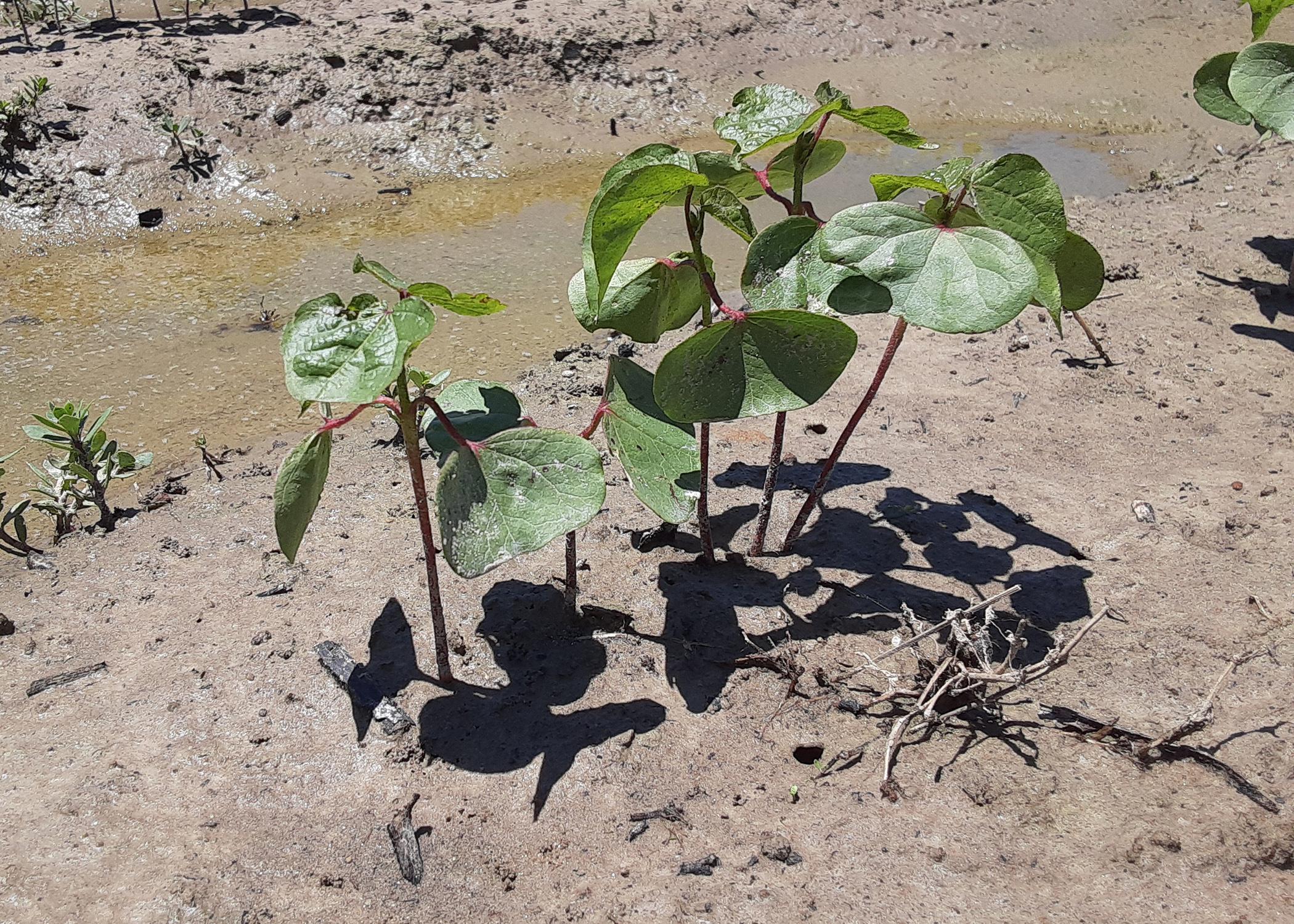 A cluster of small plants have green leaves on reddish stems.