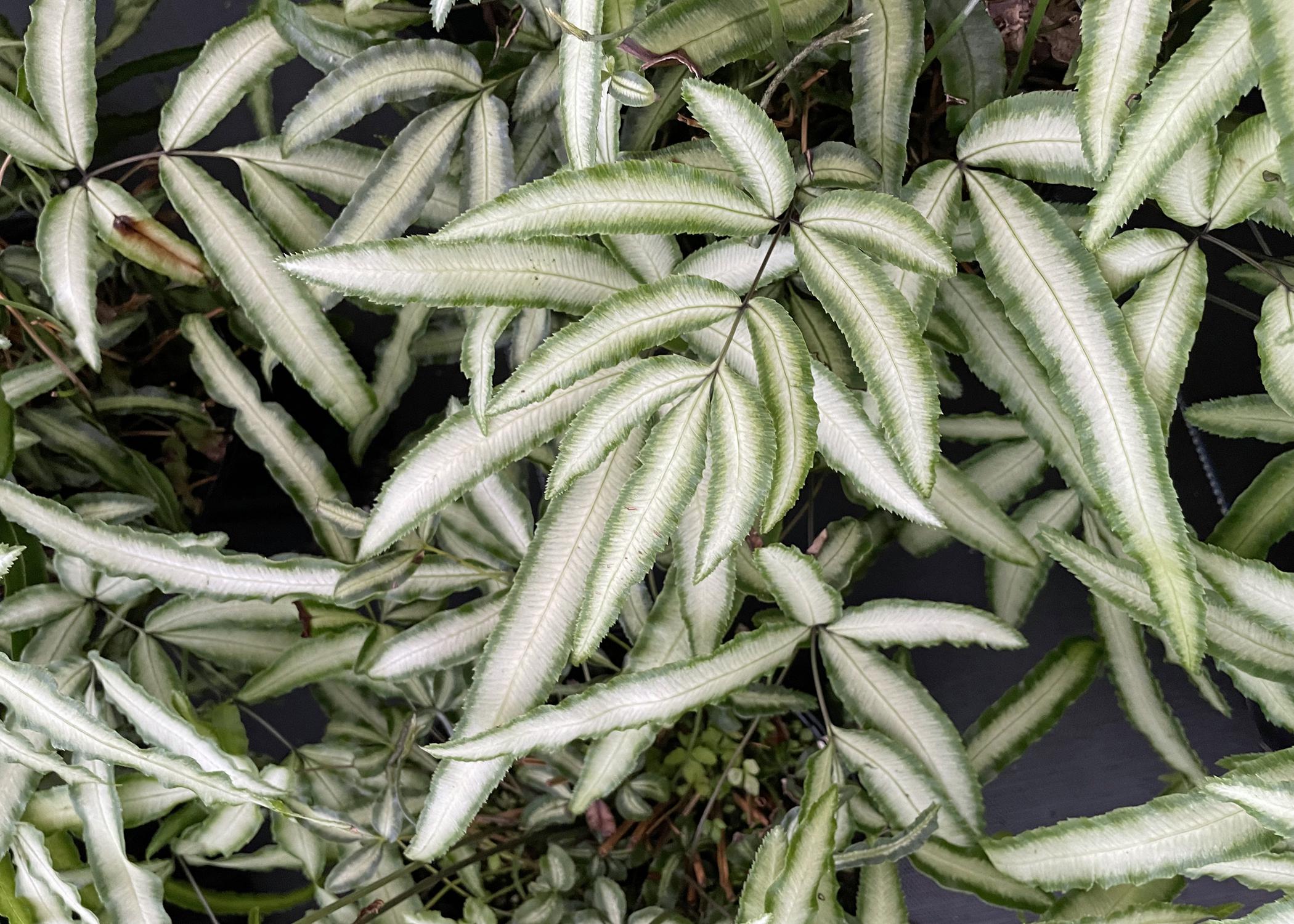 Ferns have white and green leaves.