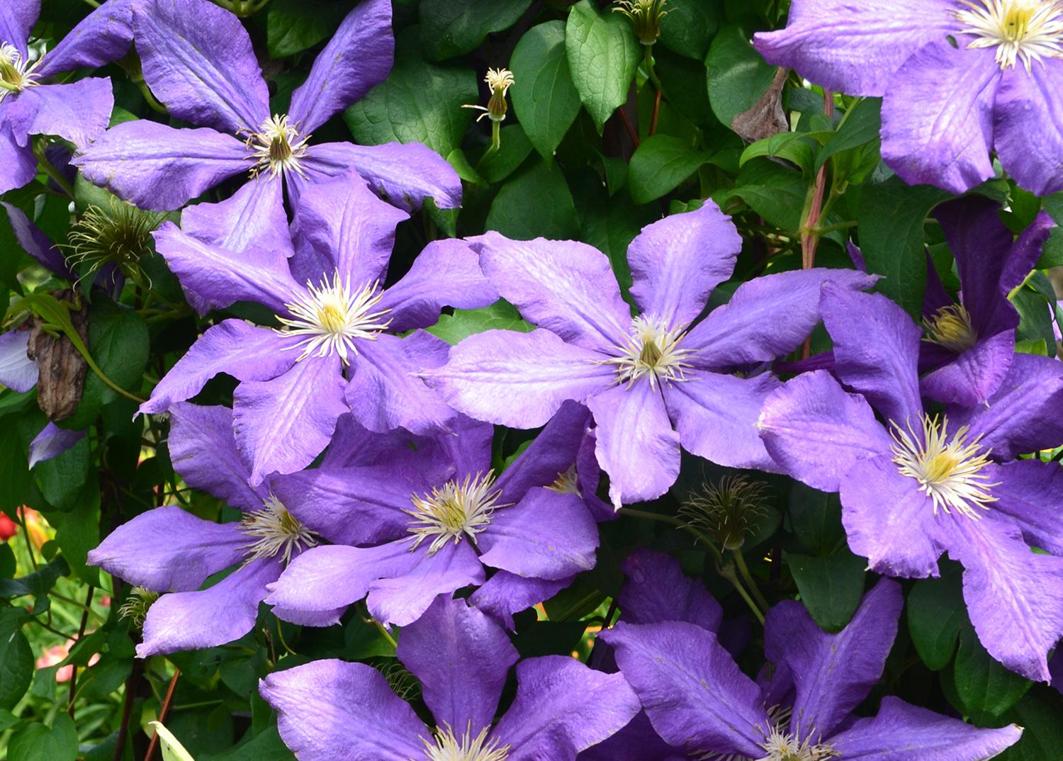 Large, purple flowers cover a vine.