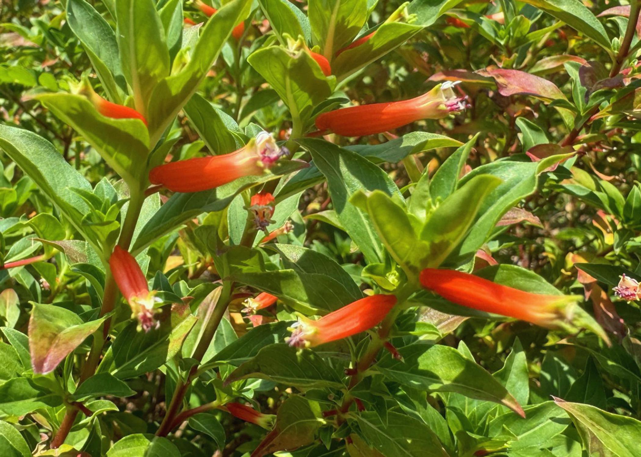 Tiny red flowers are tubular shaped.