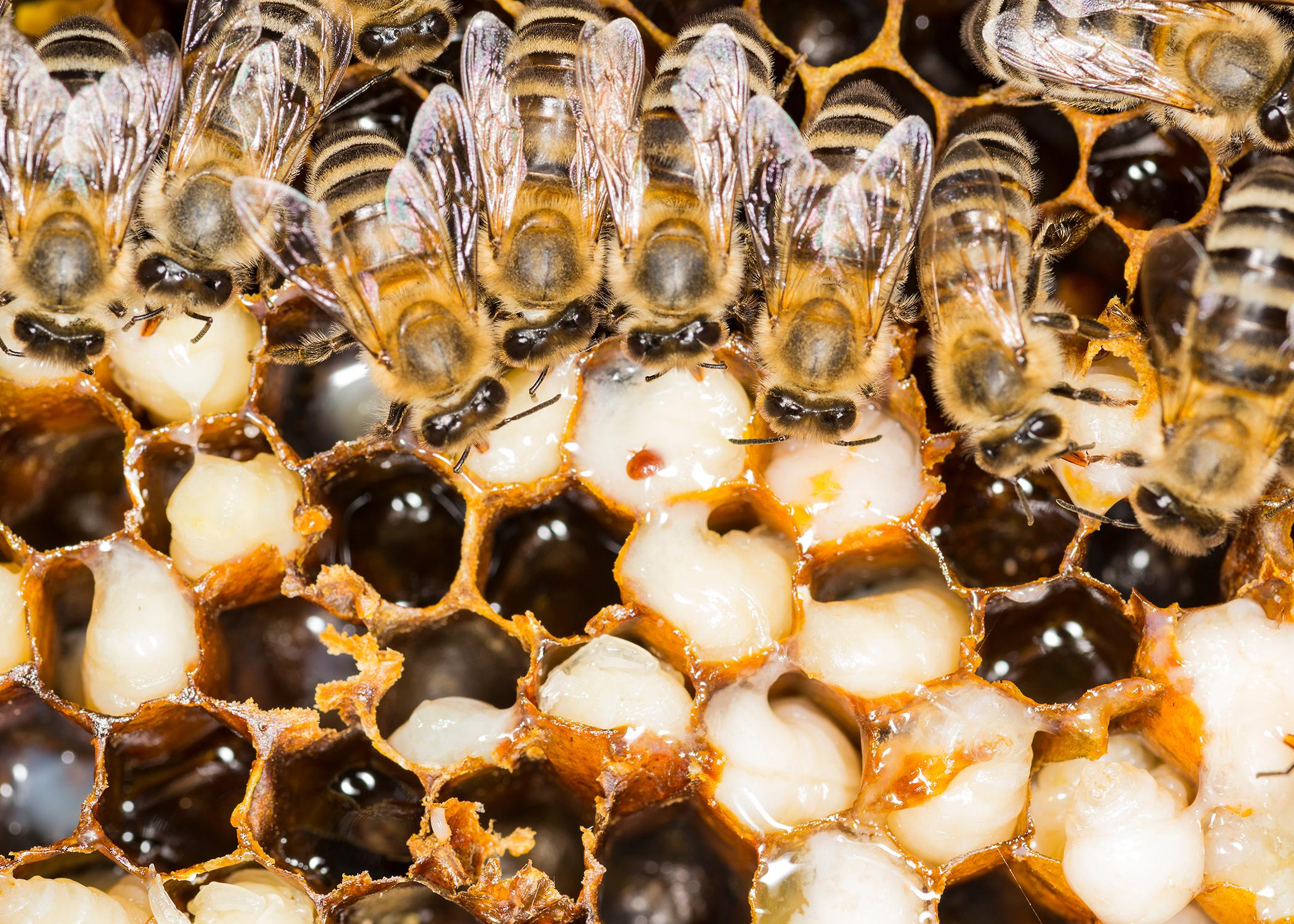 Close-up of a beehive with a red varroa mite inside one of the combs