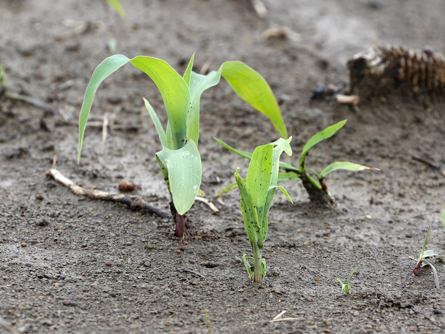 Frost, cool nights and heavy rain are challenging newly emerged corn, such as this Noxubee County, Mississippi, corn photographed April 12, 2016. (Photo by MSU Extension Service/Kat Lawrence)