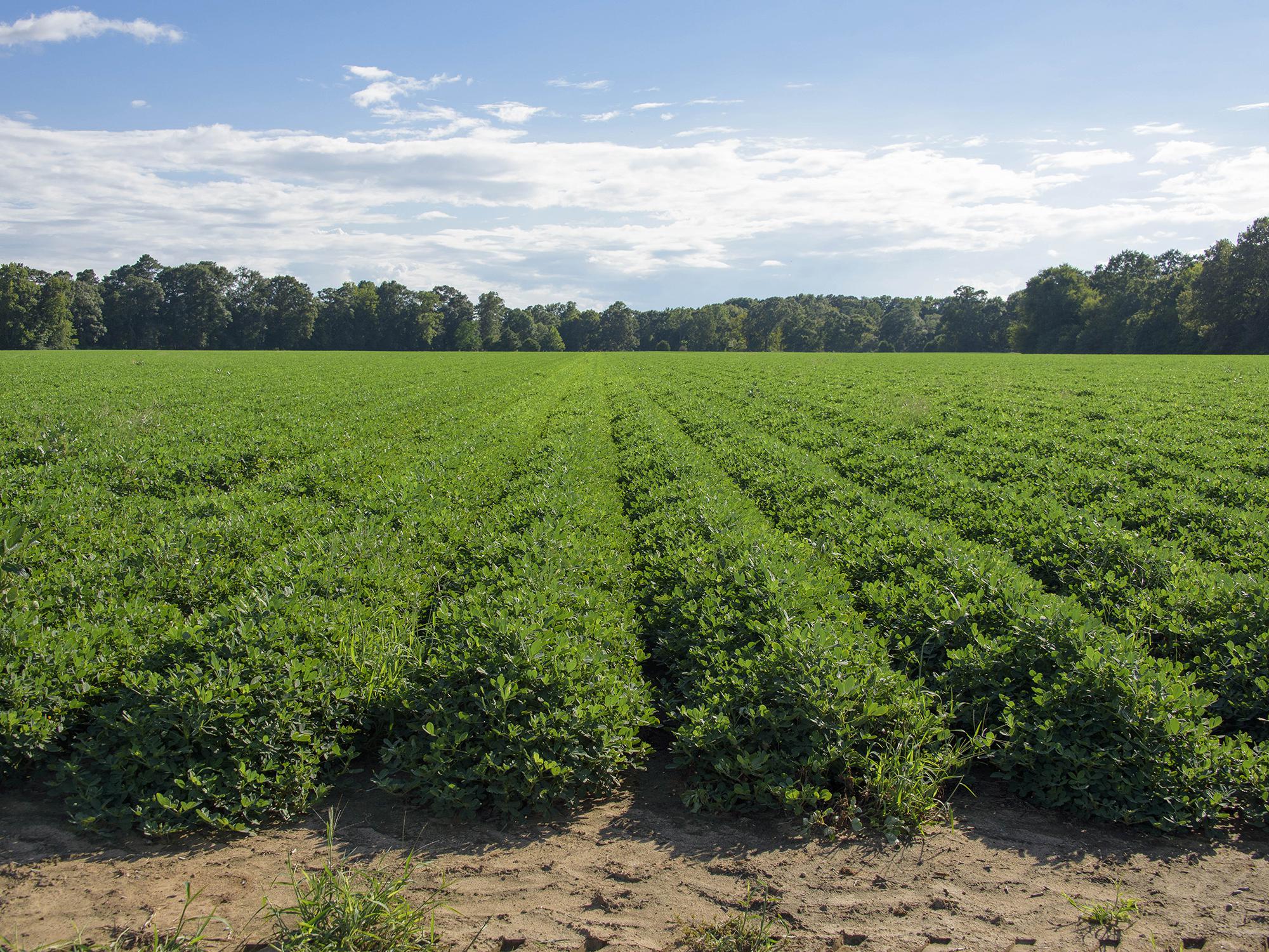 Peanuts in this Monroe County field look good on Aug. 10, 2016. Harvest is expected to begin around Sept. 10, and yield may average more than 4,000 pounds per acre, up from the average of 3,400 pounds per acre last year.  (Photo by MSU Extension Service/Kevin Hudson)