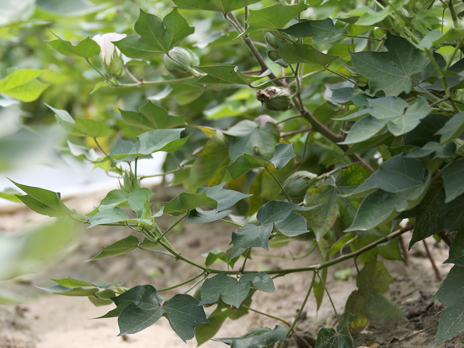 Most cotton bolls lost to rainy, wet weather in early August were the younger ones in the middle to upper part of the plant. Cotton, such as this growing Aug. 18, 2016, on the Mississippi State University R.R. Foil Plant Research Center in Starkville, is expected to yield a better than average harvest. (Photo by MSU Extension Service/Kat Lawrence)