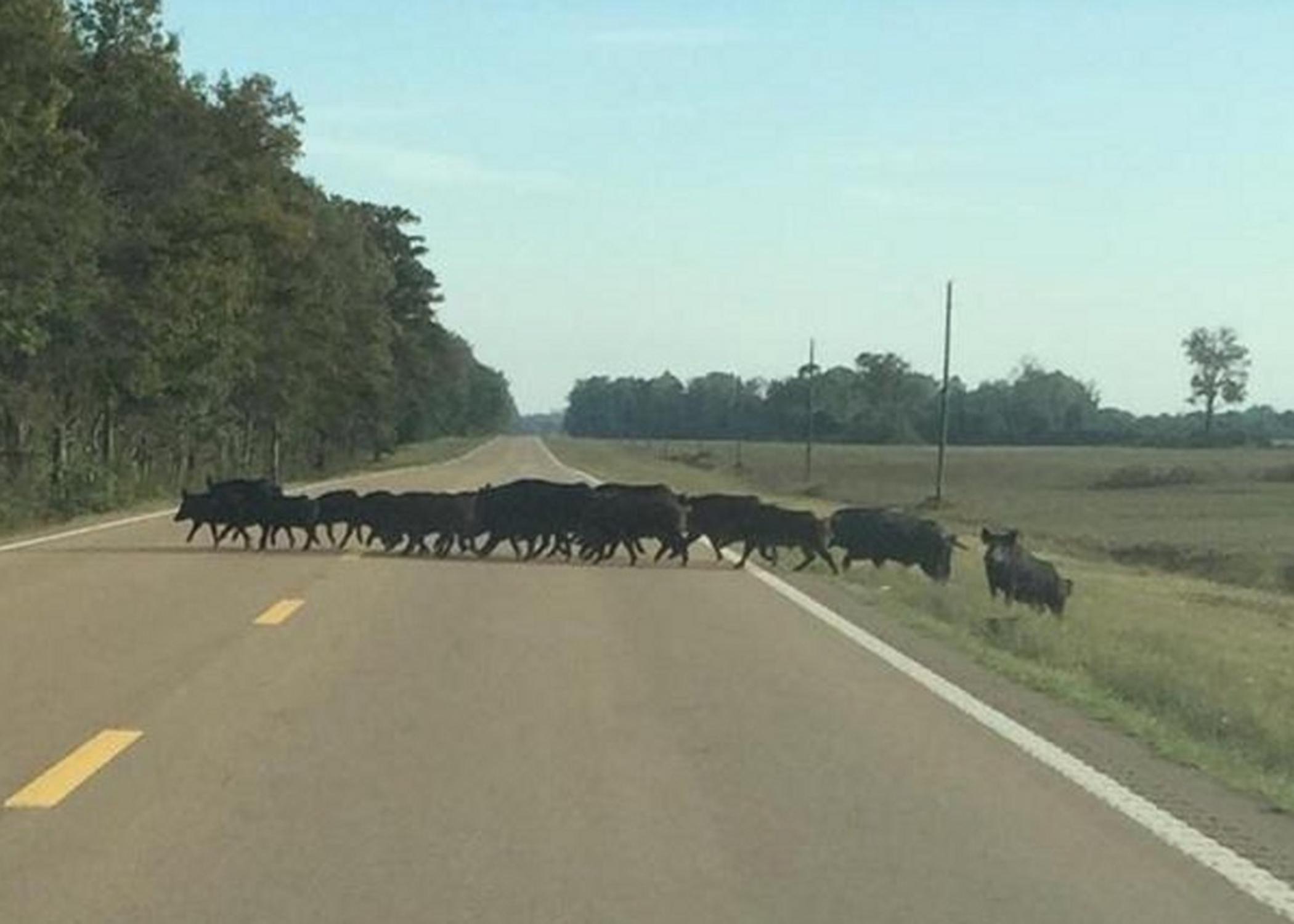 Many myths and half-truths surround the invasive wild hog population, including the notion that hogs will not cross a paved road, as they are seen doing in this photo taken in the Mississippi Delta. (Photo courtesy of Delta Wildlife)