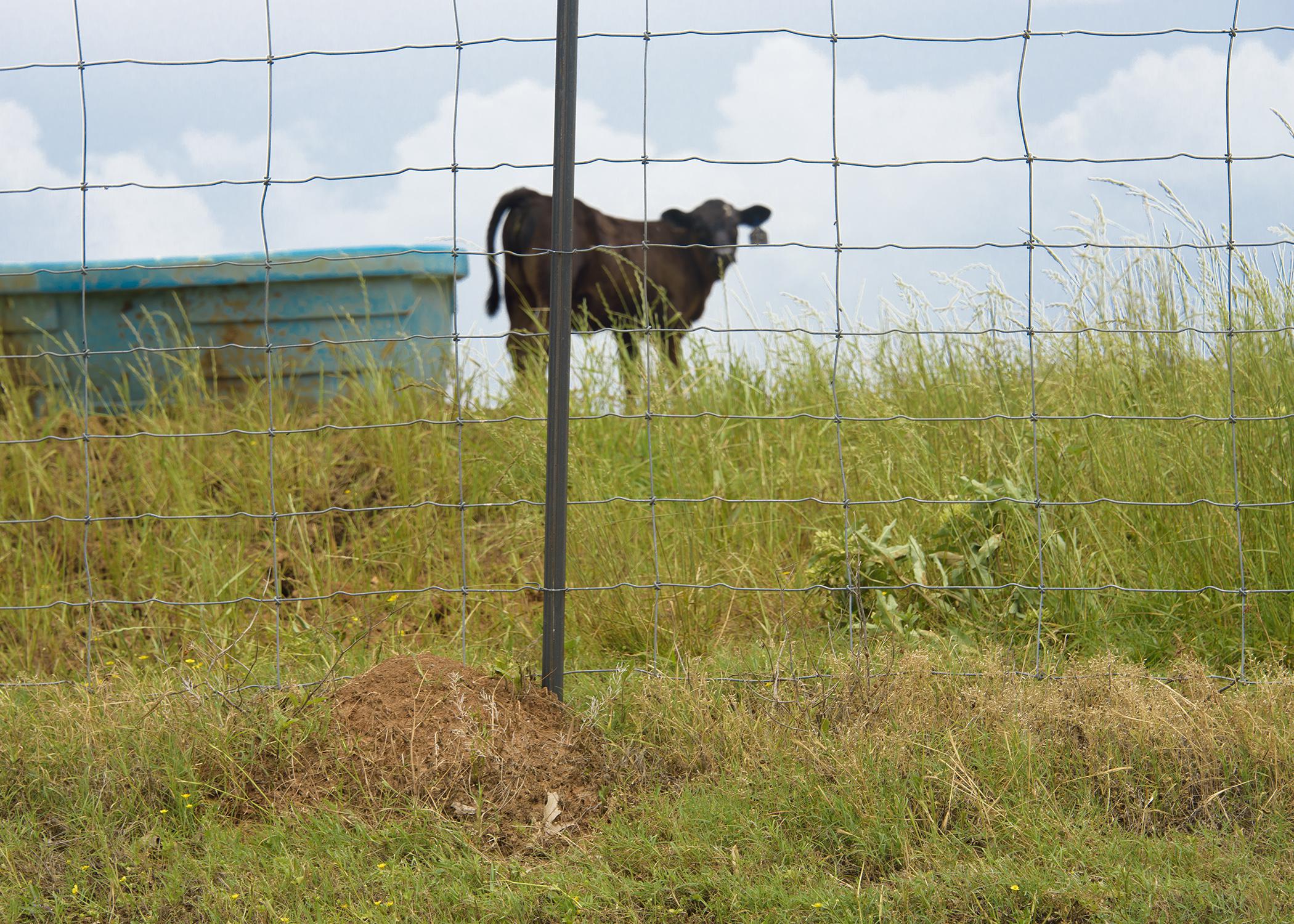 Fire ant mounds are common along fence lines where they are protected from grass-cutting equipment and other traffic, such as this mound in an Oktibbeha County, Mississippi, pasture on May 11, 2015. (Photo by MSU Ag Communications/Kevin Hudson)