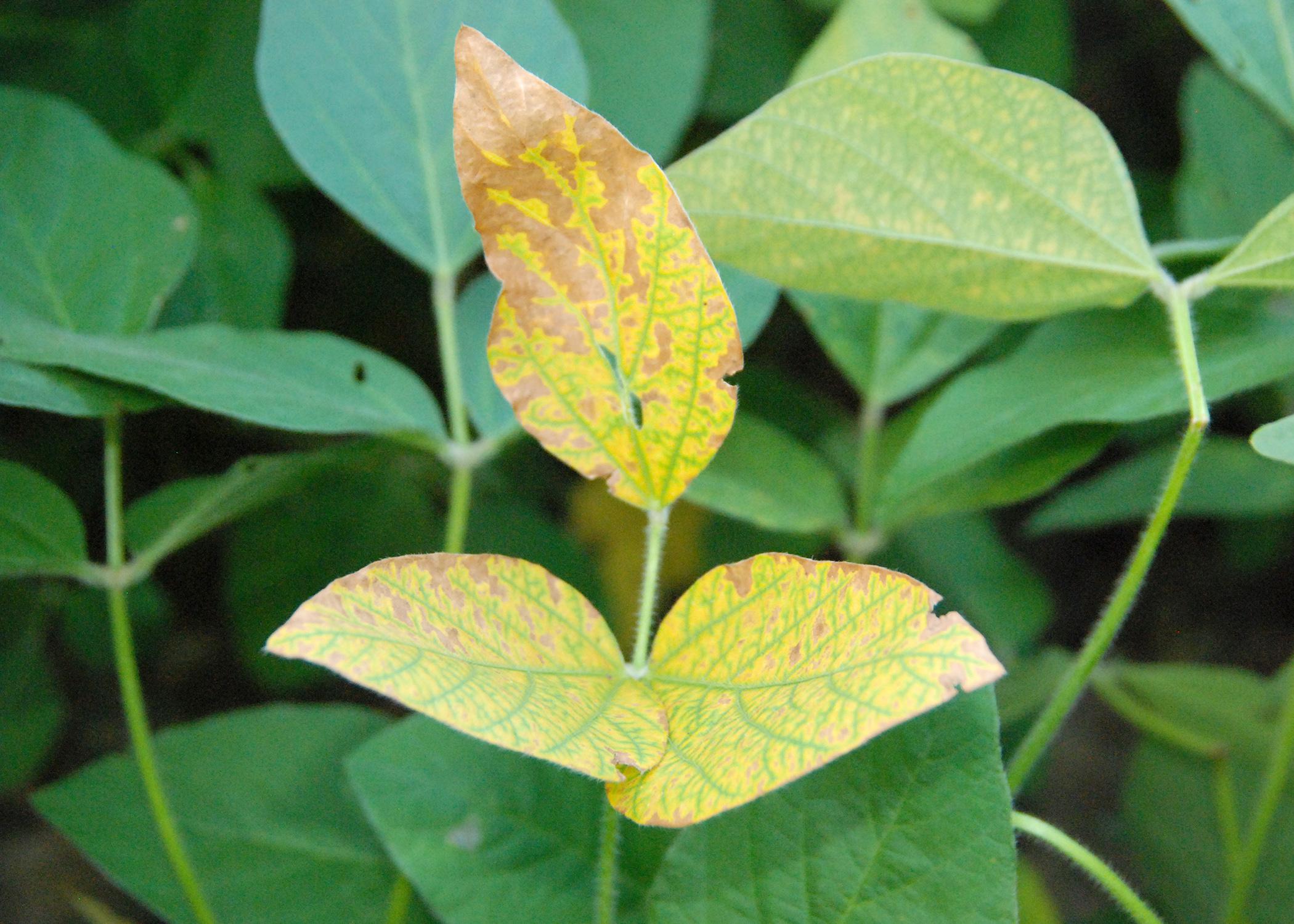 Soybean taproot decline is a new crop disease that has recently been identified by researchers with the Mississippi State University Extension Service and the Mississippi Agricultural and Forestry Experiment Station. (Submitted photo)