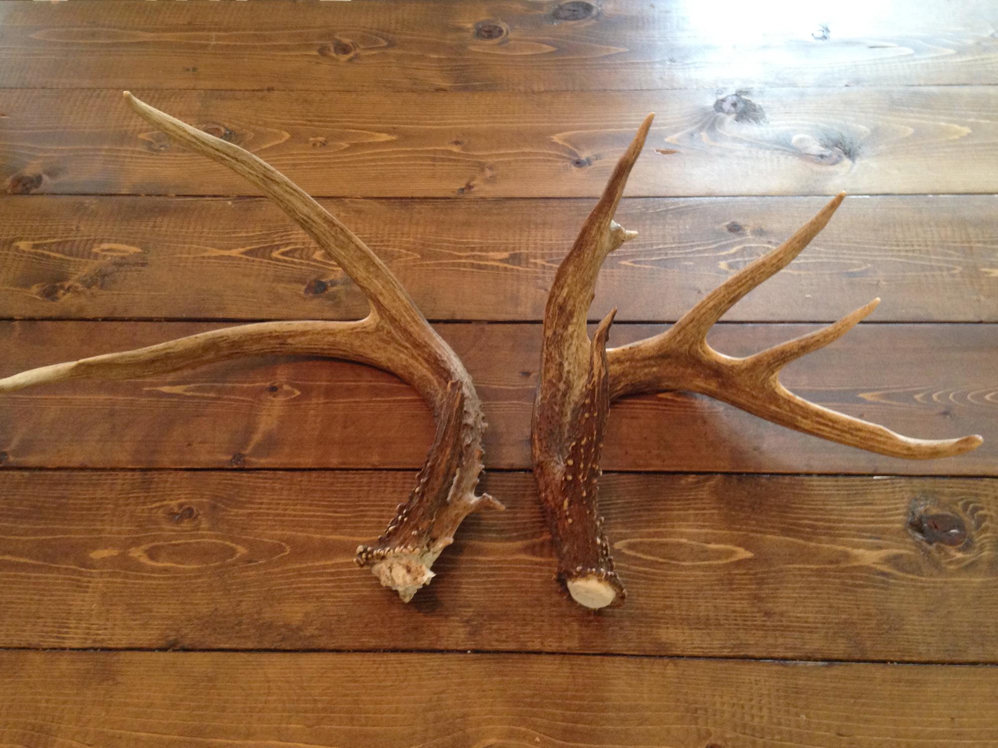 Antlers form unevenly when a deer has been injured. Here, the jagged abscission surface on the left antler and uneven number of points compared to the right antler indicate a brain abscess. (Submitted photo by Josh Payne)