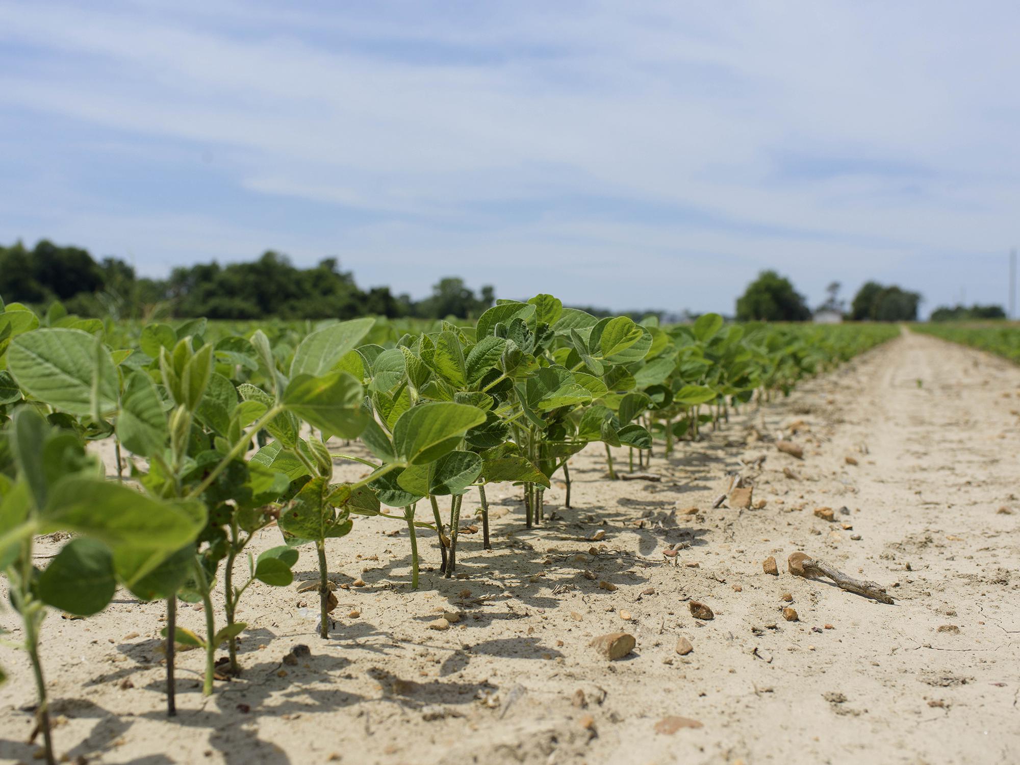 soybean field