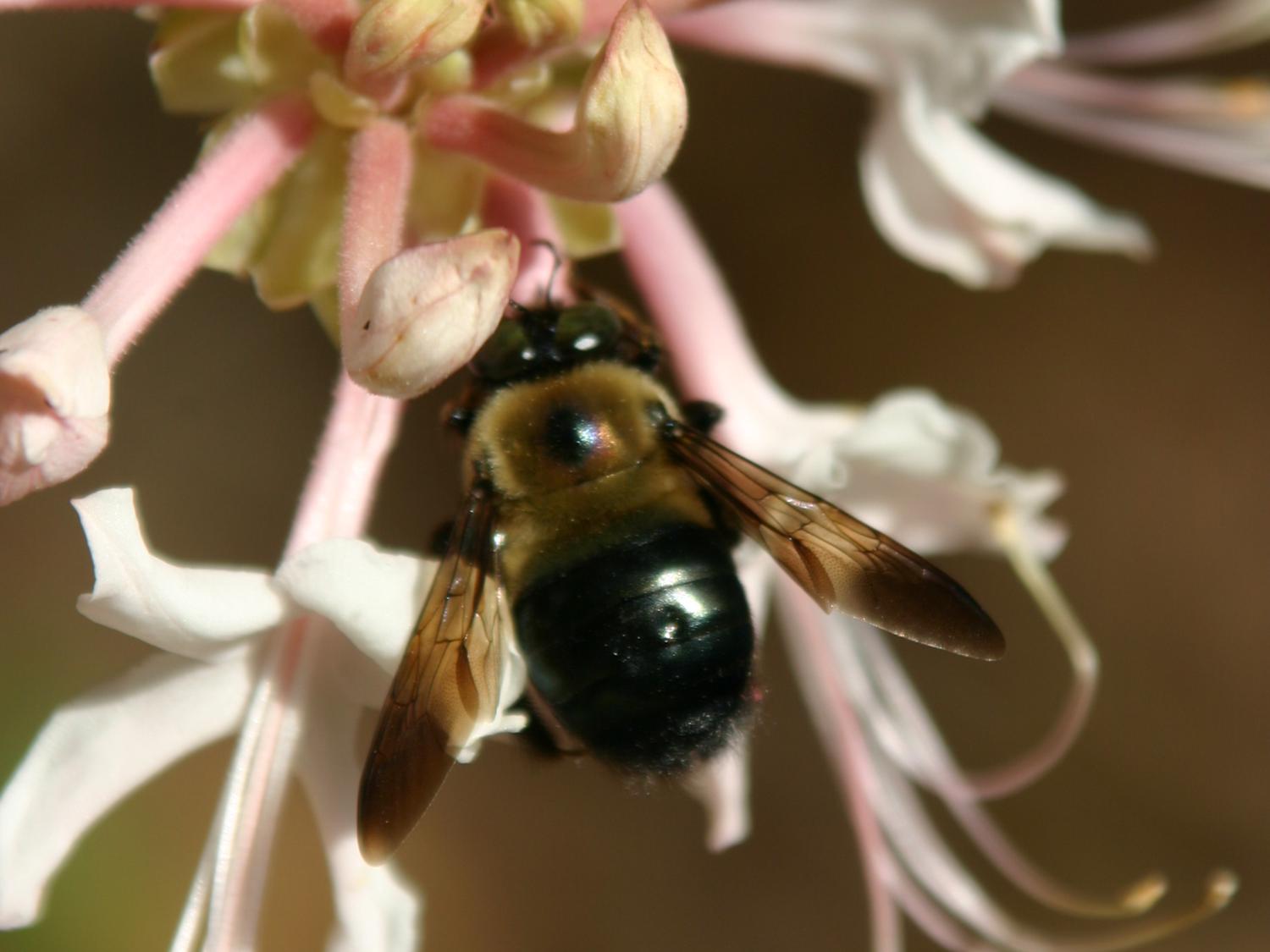 A bee feeds on the nectar of the Rhododendron canescens, commonly called pink native azalea, at the Mississippi State University Crosby Arboretum in Picayune, Mississippi. A two-part program will focus on attracting and feeding pollinators with native plants May 21 at the arboretum. (Photo by MSU Extension Service/Pat Drackett)