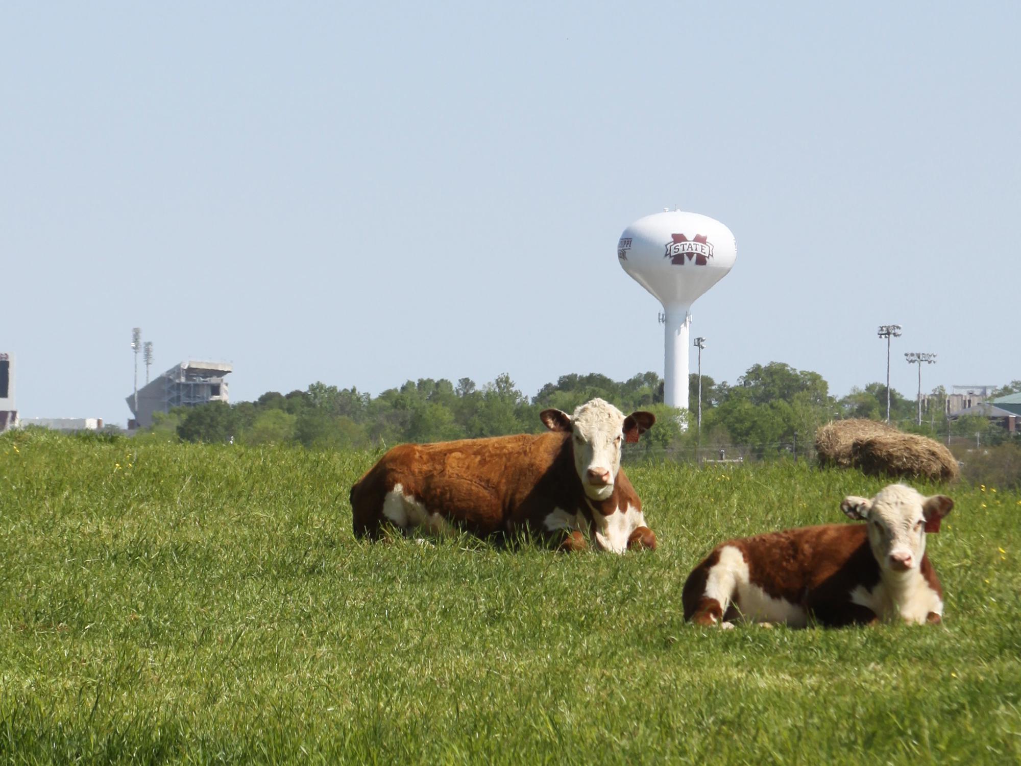 Two Hereford cattle relax in the sunshine in Mississippi State University pastures located south of the main campus in the Henry H. Leveck Animal Research Center. Specialists with the MSU Extension Service and researchers with the Mississippi Agricultural and Forestry Experiment Station will host a field day at the MSU Beef Unit on May 21. (MSU Extension Service file photo)