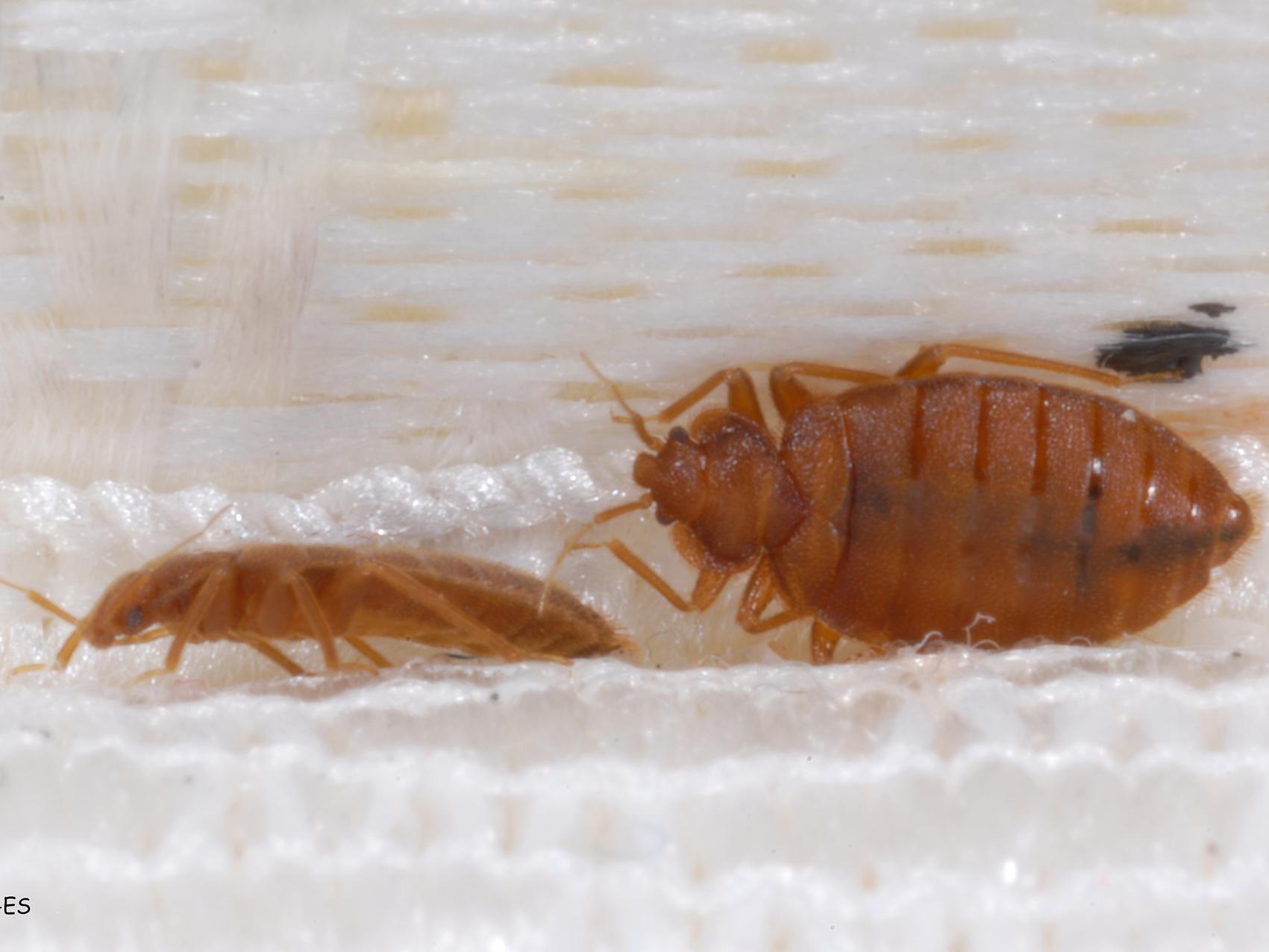 Eliminating clutter is one way to prevent bed bugs from becoming a problem. Once these parasites are introduced into a home, extermination requires professionals. (Photo by MSU Extension Service/Blake Layton)